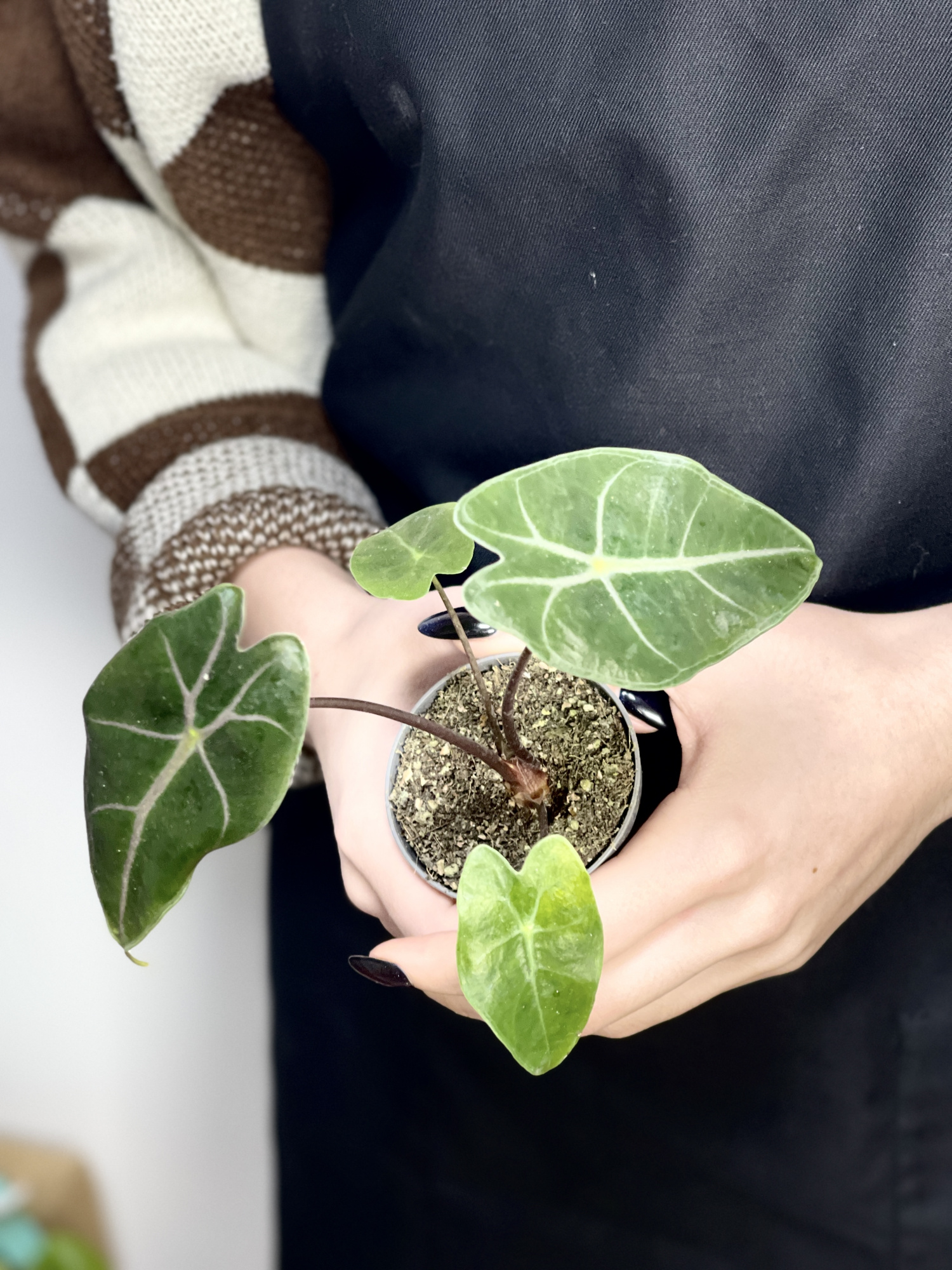 Алоказия Лонгилоба Пурпл (Alocasia Longiloba Purple) D6см