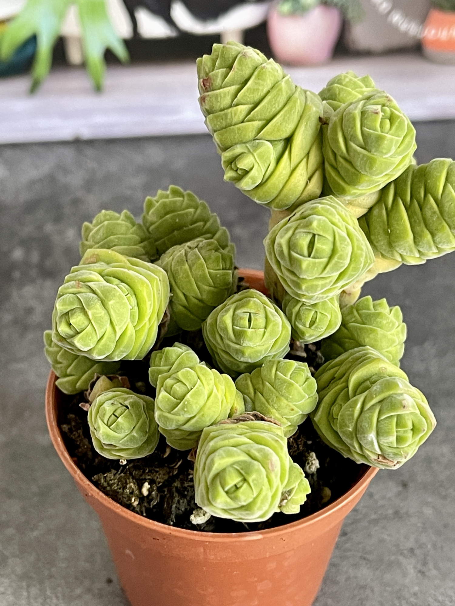 Крассула Колумелла (Crassula Columella) D5см