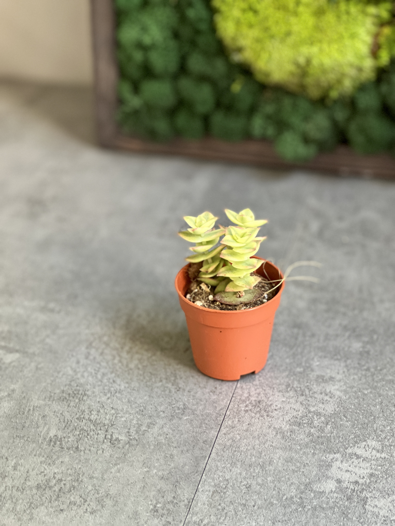 Крассула Перфората Вариегатная (Crassula Perforata Variegata) D5см