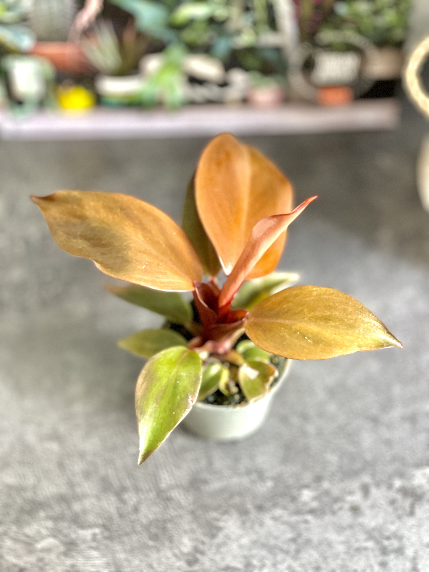 Филодендрон Ред Сан (Philodendron Red Sun) D6см