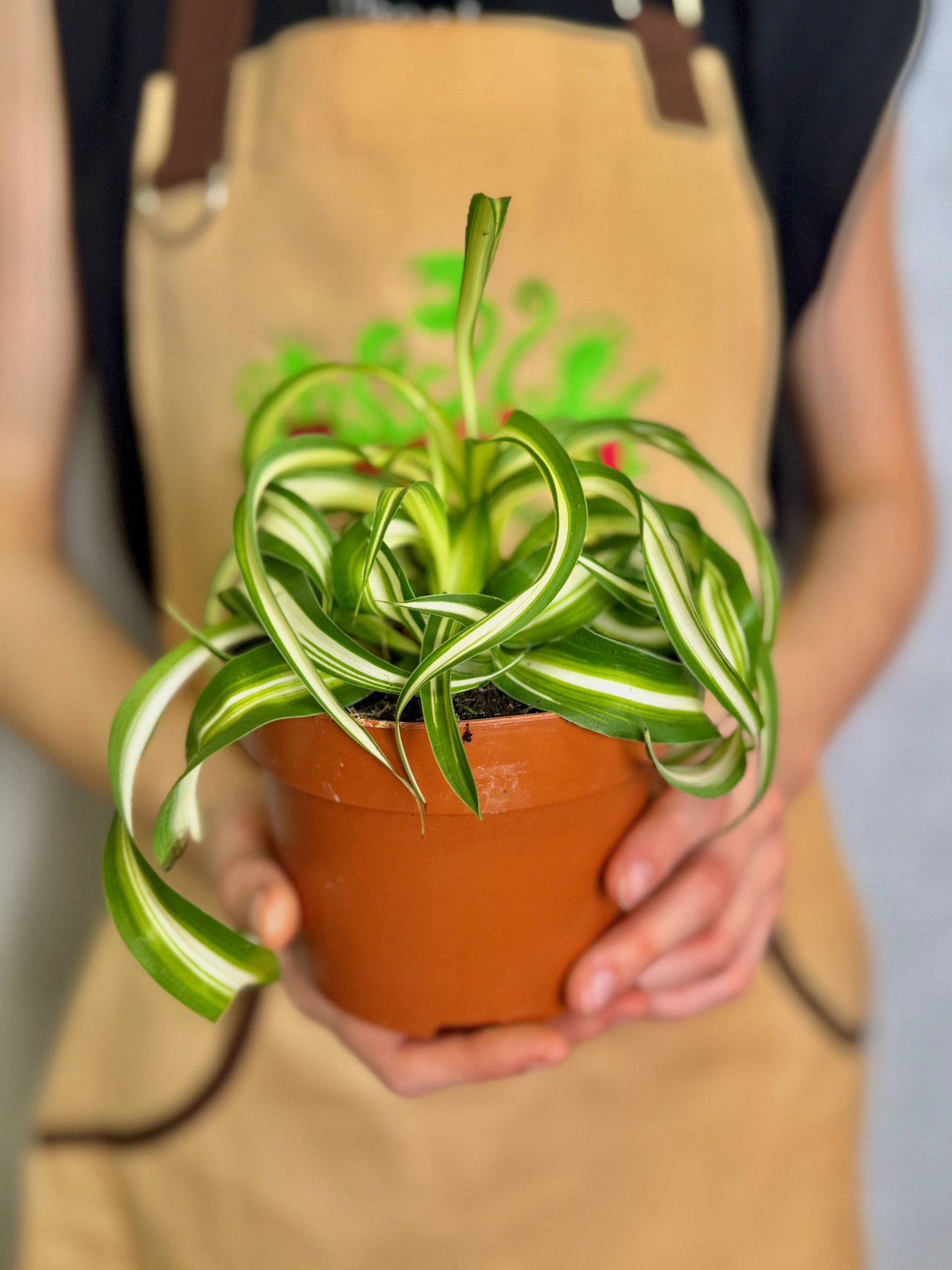 Хлорофитум Бонни Кудрявый (Chlorophytum Bonnie Variegata) D12см