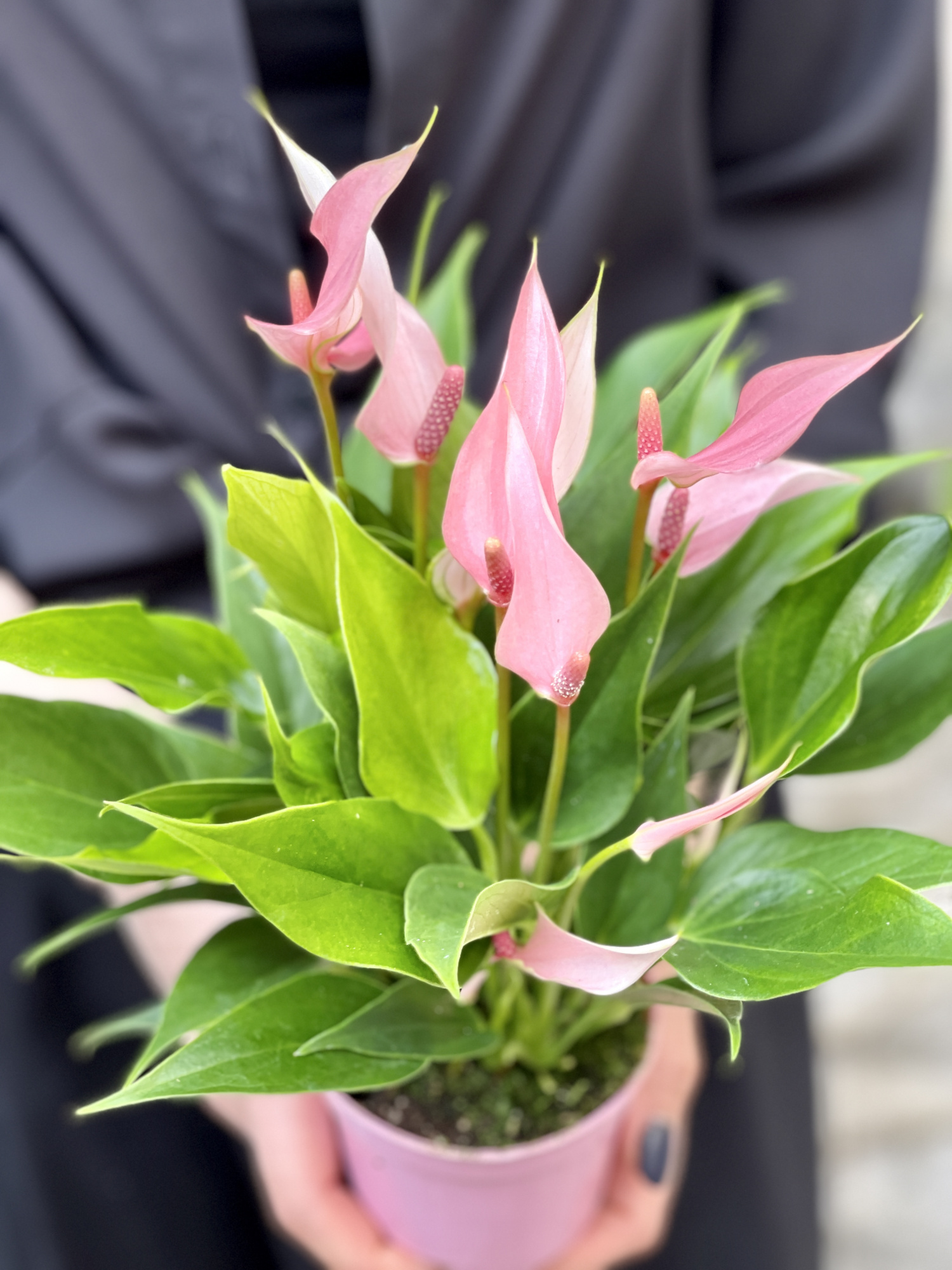 Антуриум Лилли (Anthurium Lilli) D9см