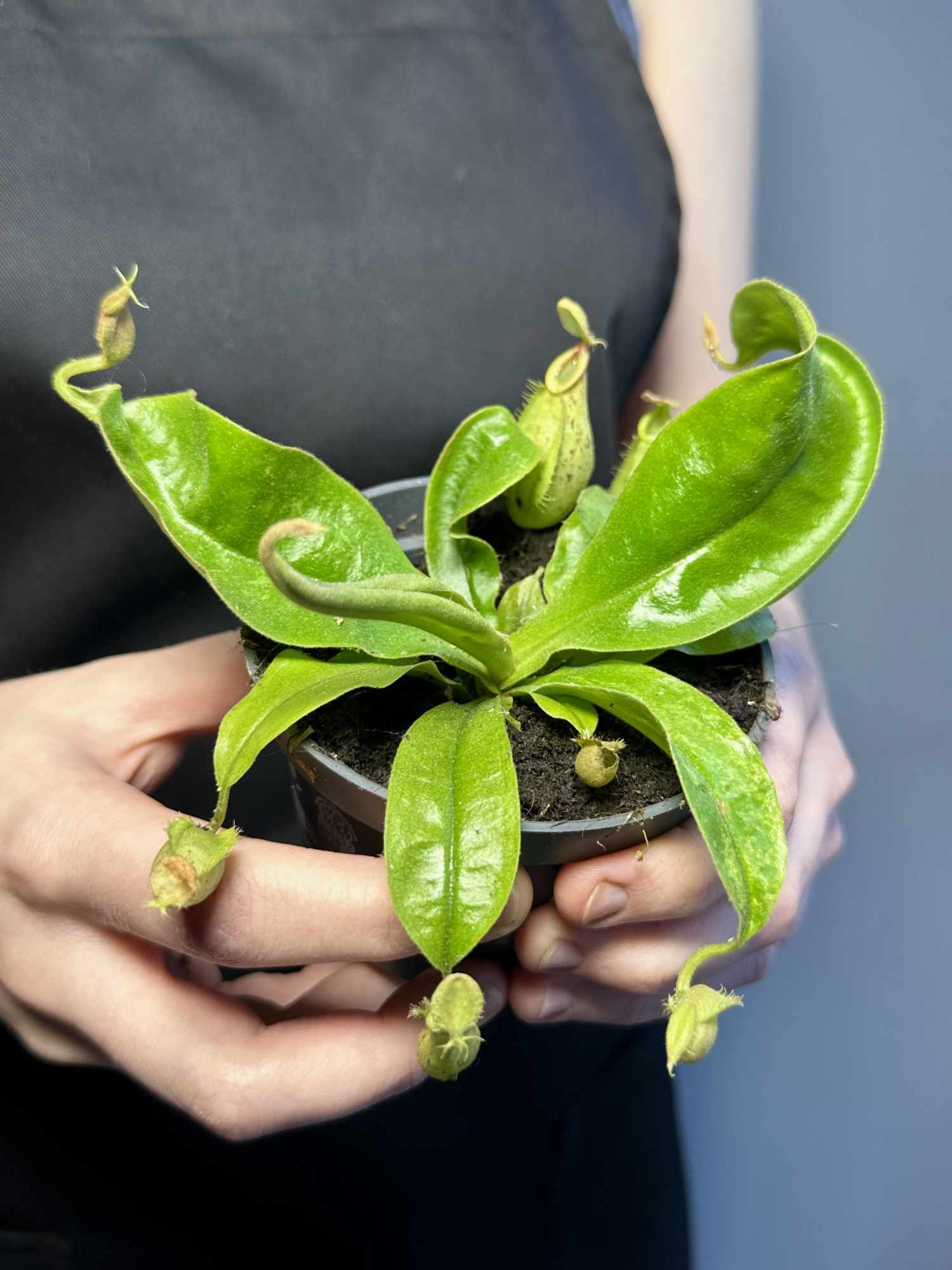 Непентес Хукериана (Nepenthes Hookeriana) D9см