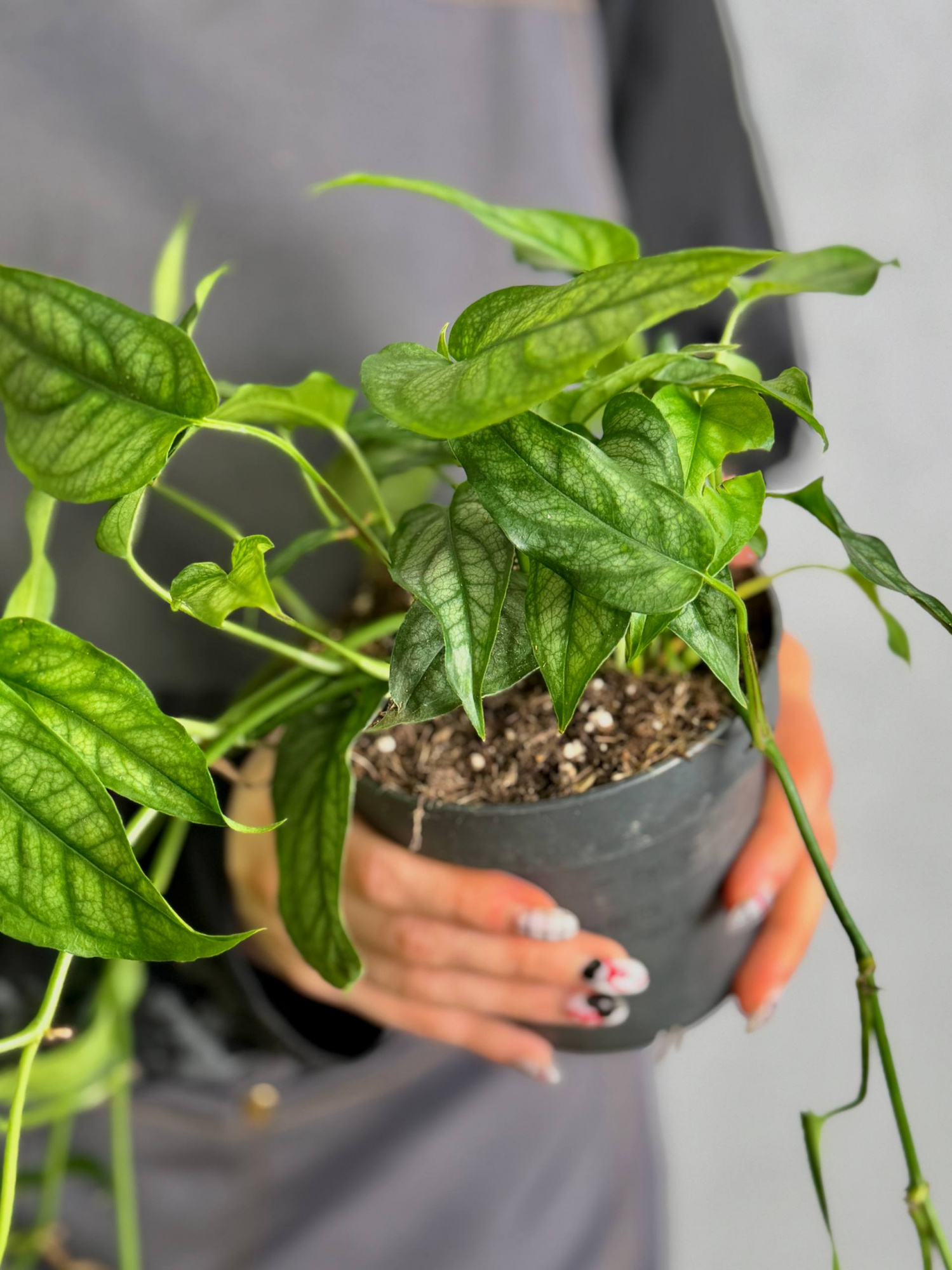 Монстера Сильтепекана (Monstera Silte pe Can) D12см