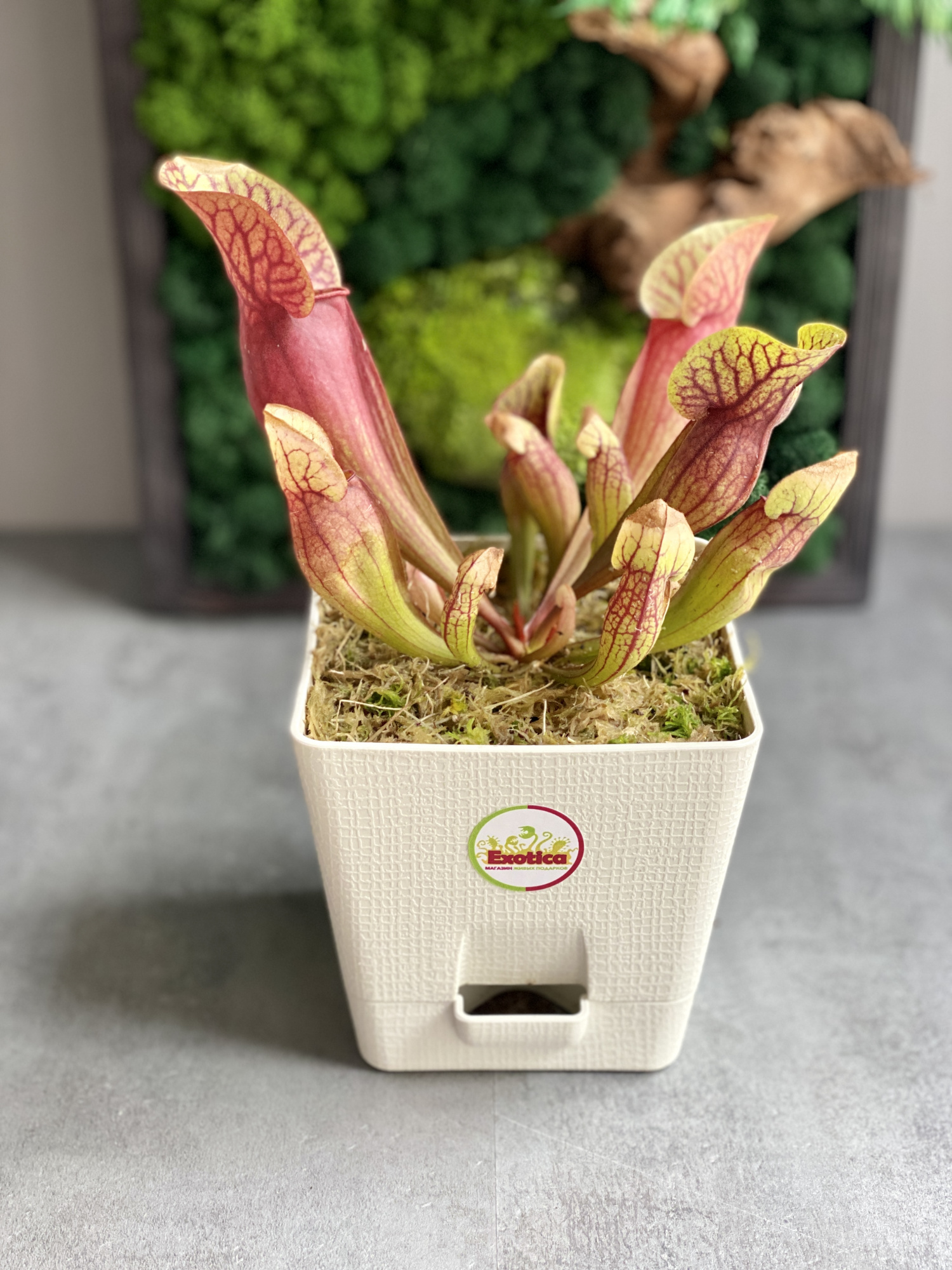 Саррацения Дракула (Sarracenia Dracula) пересаженная D12см