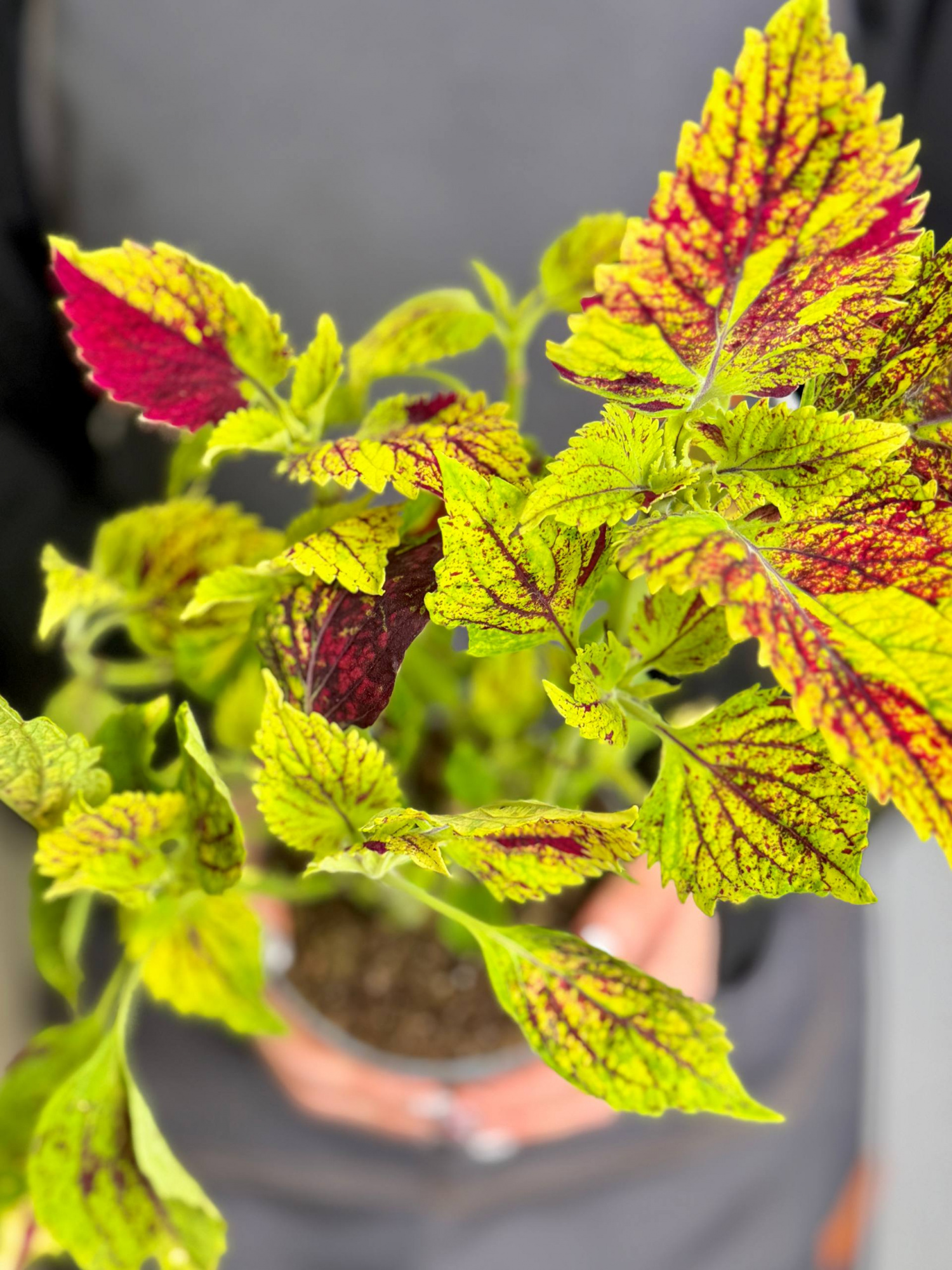 Колеус Мультиколор Циркон (Coleus Multicolor Zircon) D11см