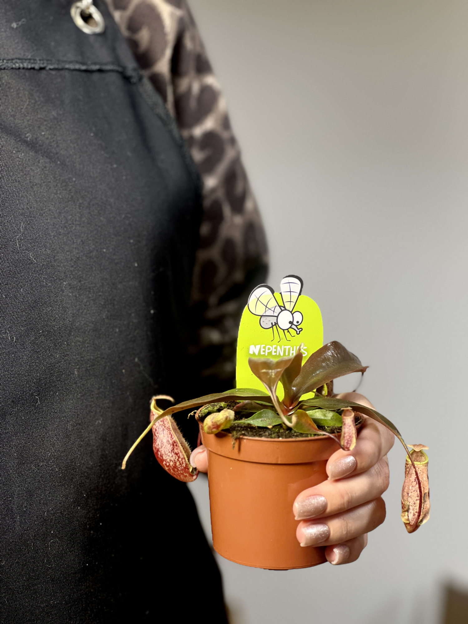 Непентес Суки, или Непентес Сюки (Nepenthes Suki) D9см