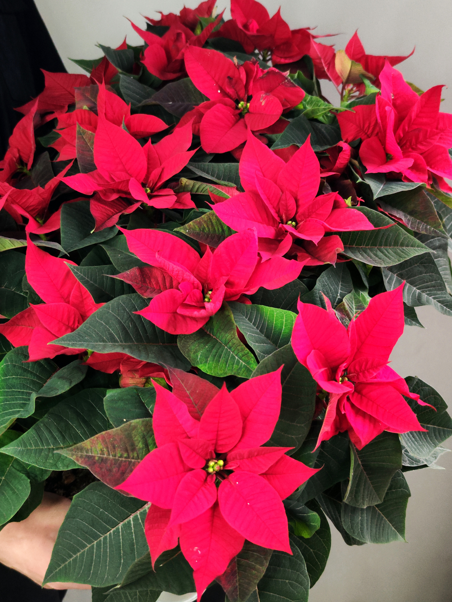 Пуансеттия Фрея Красная (Poinsettia Freya Red) D6см