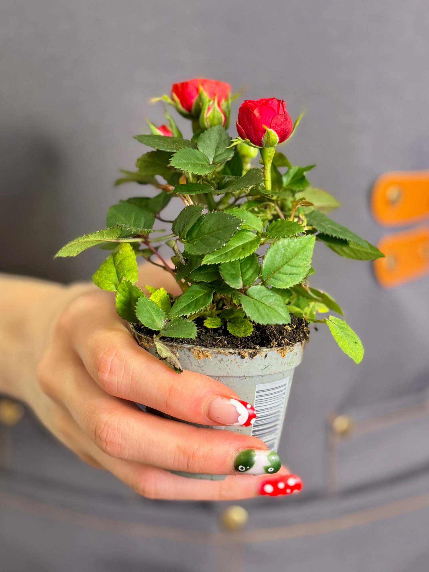 Роза Даника комнатная красная (Rosa Danica Red) D6см