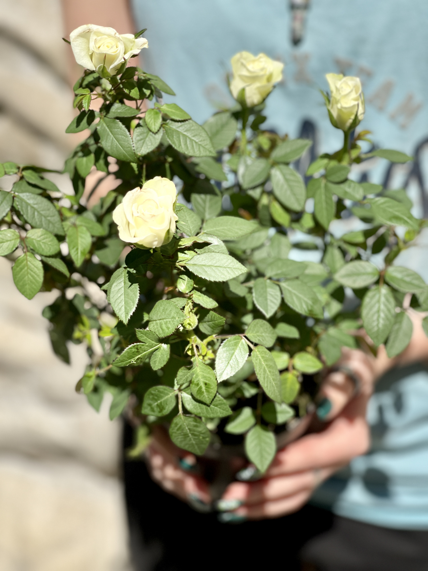 Роза белая комнатная (Rose White) D9см
