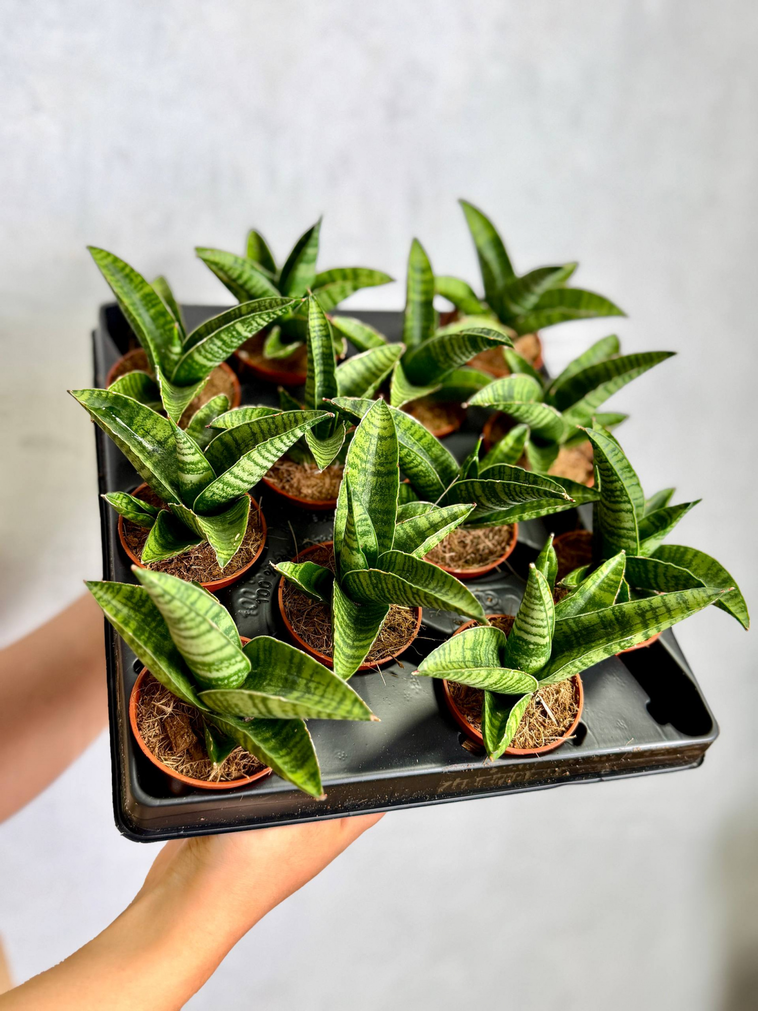 Сансевиерия Годжо (Sansevieria Hybrid Gojo) D6см