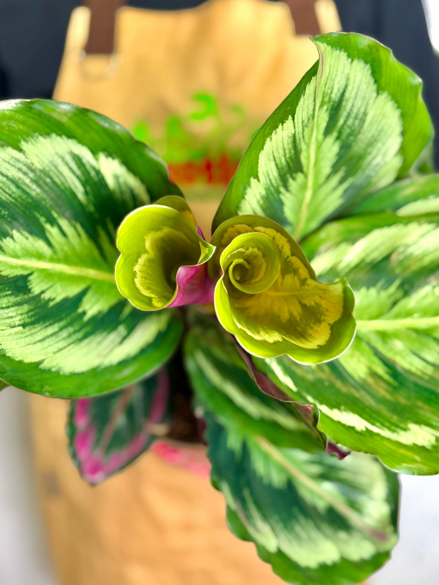 Калатея Марион Шайнстар (Calathea Marion Shinestar) D14см