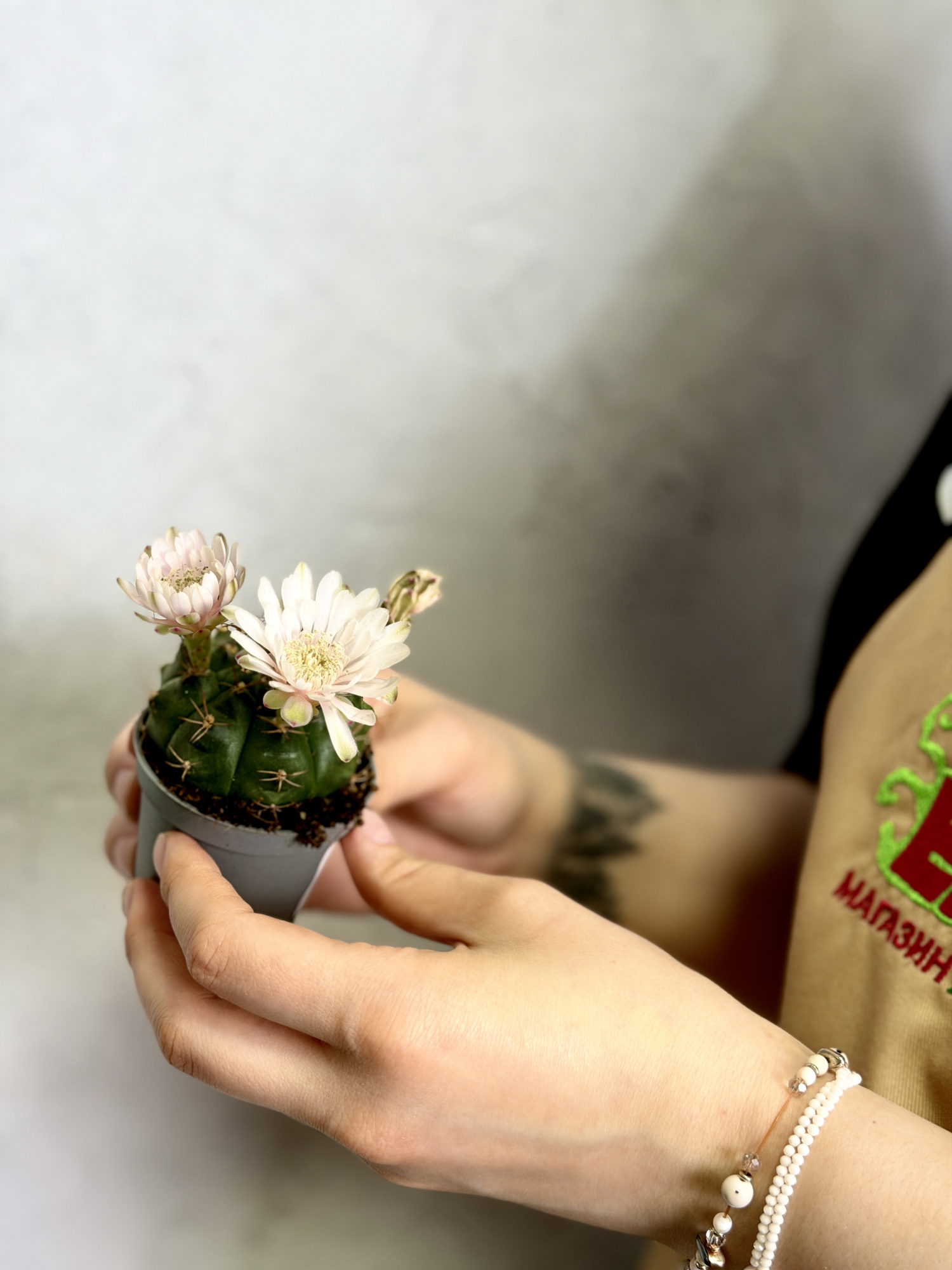 Гимнокалициум Балдианум Альбифлорум (Gymnocalycium Baldianum f. Albiflorum) D6см