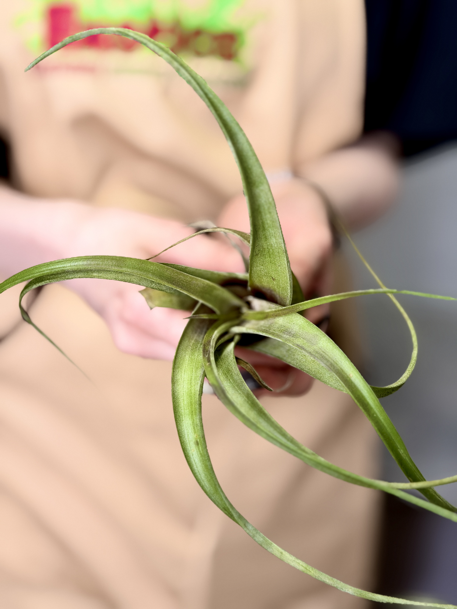 Тилландсия Суринейм (Tillandsia Suriname)
