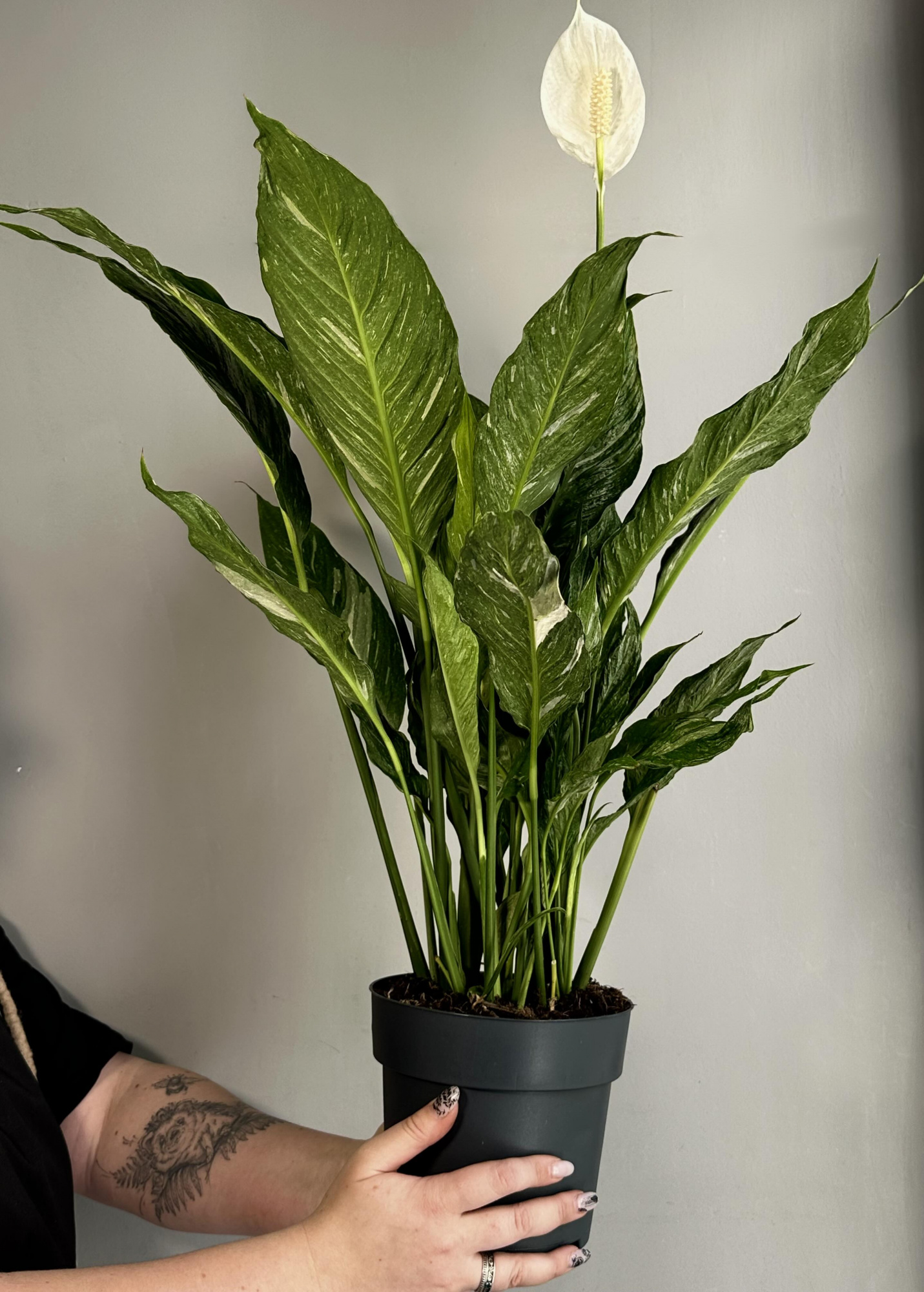 Спатифиллум Вариегатный Даймонд (Spathiphyllum Diamond Variegated) D14см
