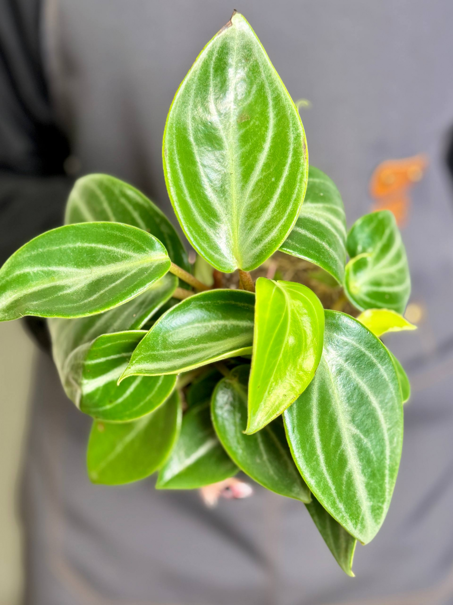 Пеперомия Саркофилла (Peperomia Sarcophylla) D12см