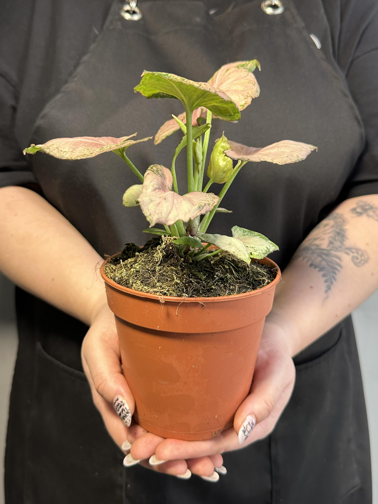 Сингониум Конфетти Милк (Syngonium Milk Konfetti) D12см