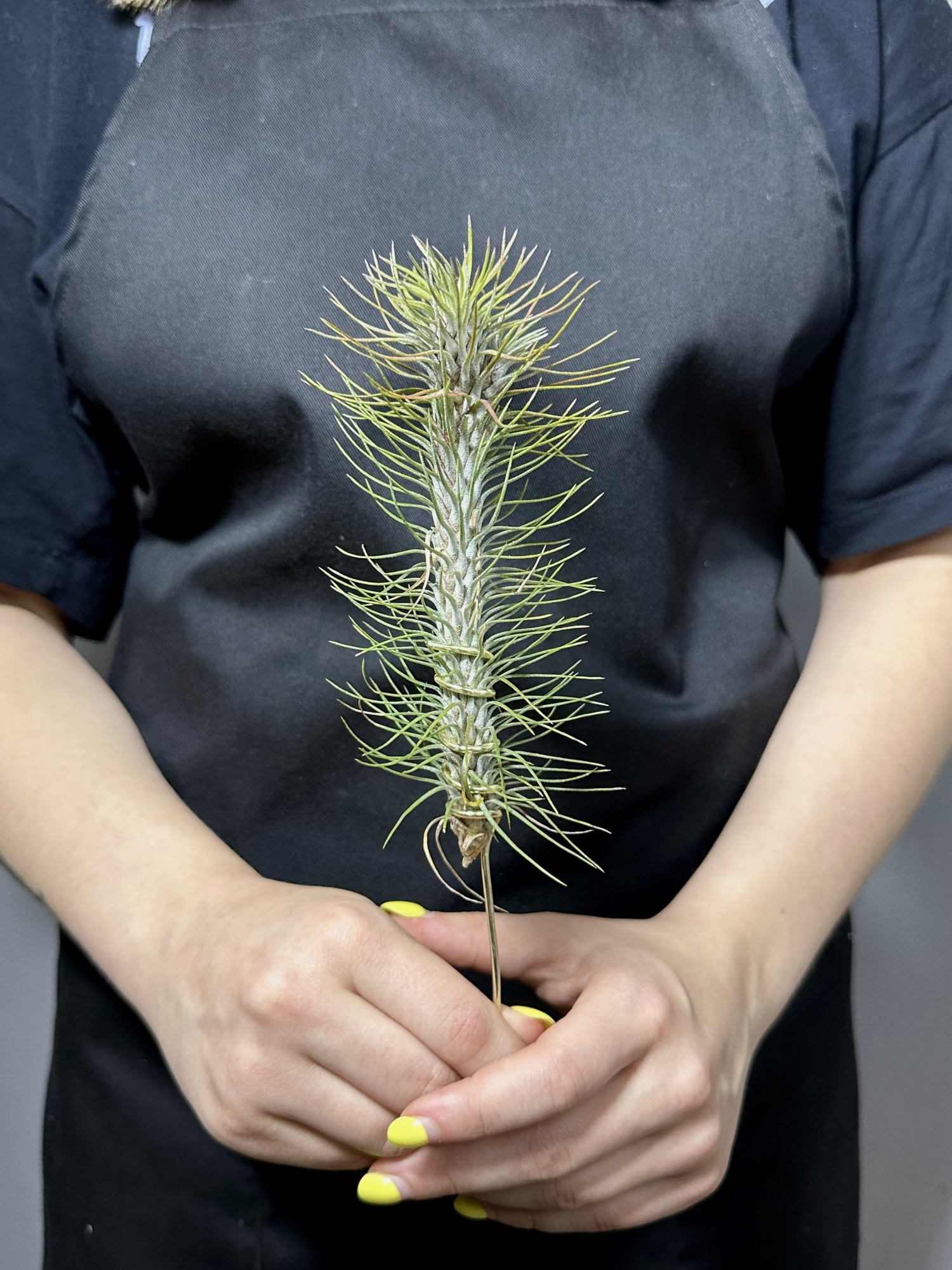 Тилландсия Фанкиана Крейзи Лав (Tillandsia Funckiana Crazy Love)