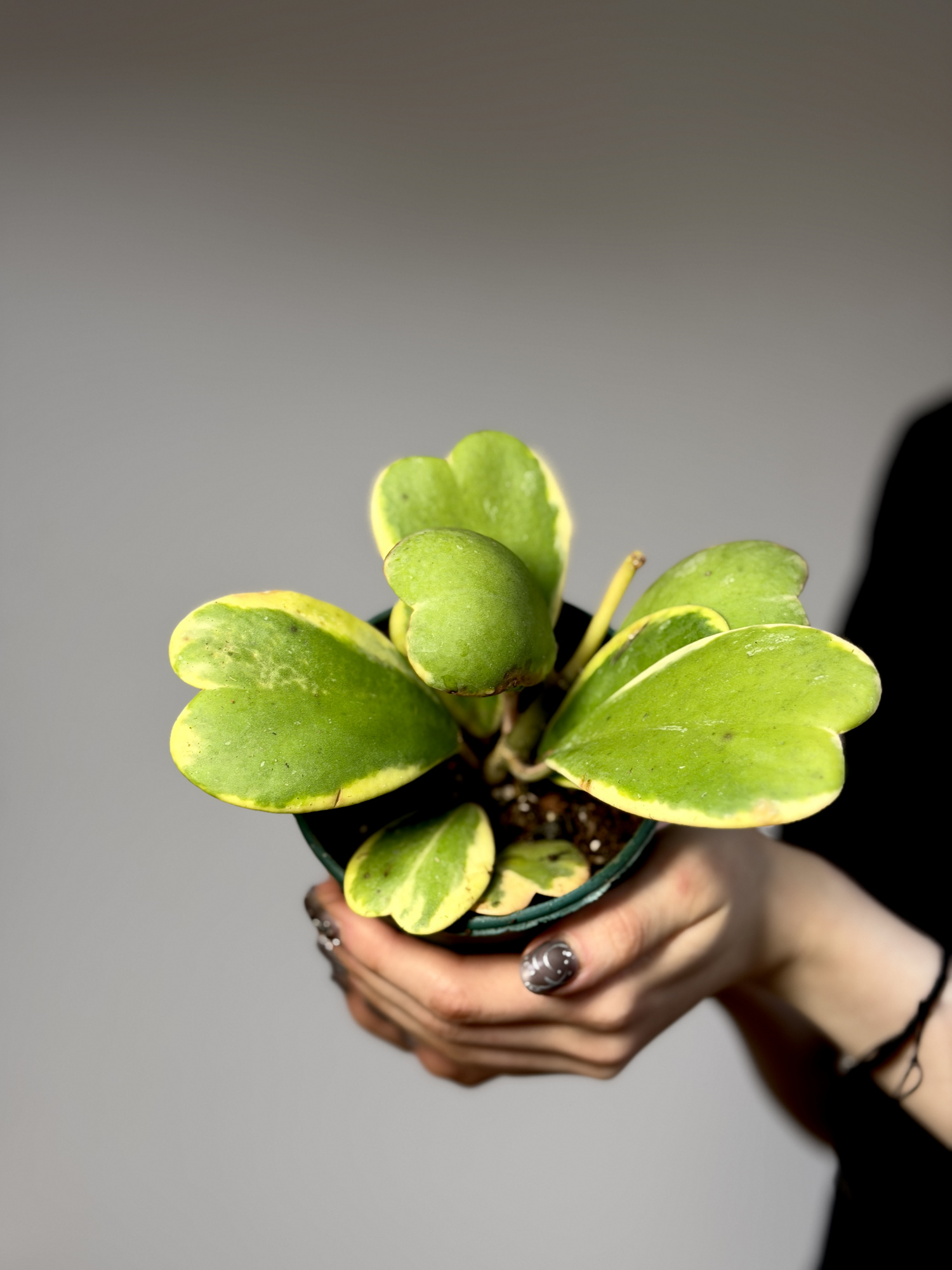 Хойя Керри Вариегатная, Куст (Hoya Kerrii Variegated) D11см