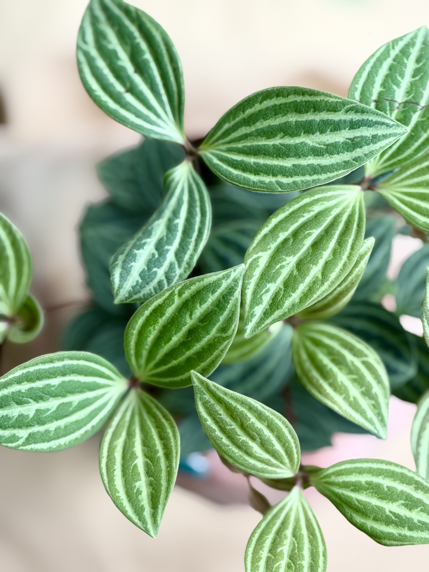 Пеперомия Ангулата Страйб (Peperomia Angulata Stribe) D9см