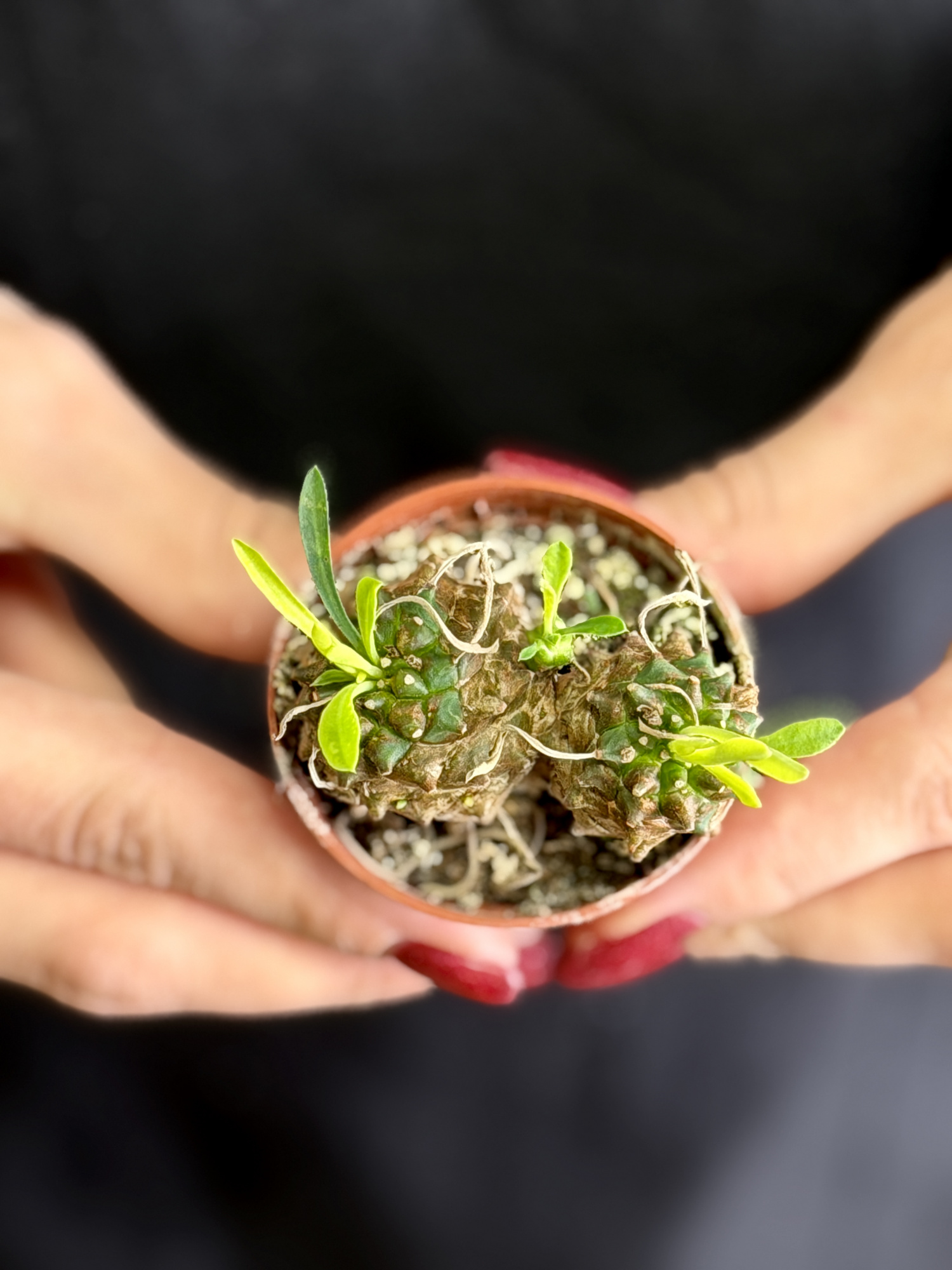 Эуфорбия Буплеурифолията (Euphorbia Bupleurifolia) D5см