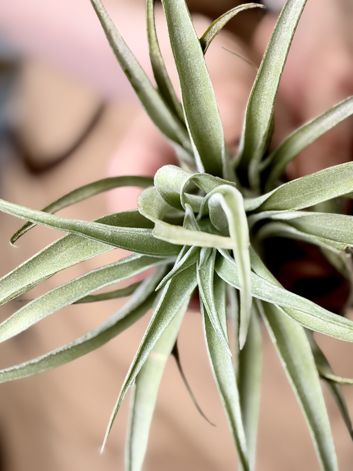 Тилландсия Грин Капитата XL (Tillandsia Green Capitata XL)