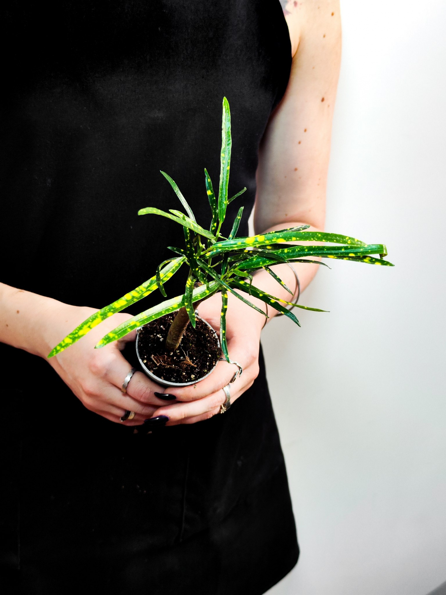 Кодиеум Пиктум (Codiaeum Pictum) D6см