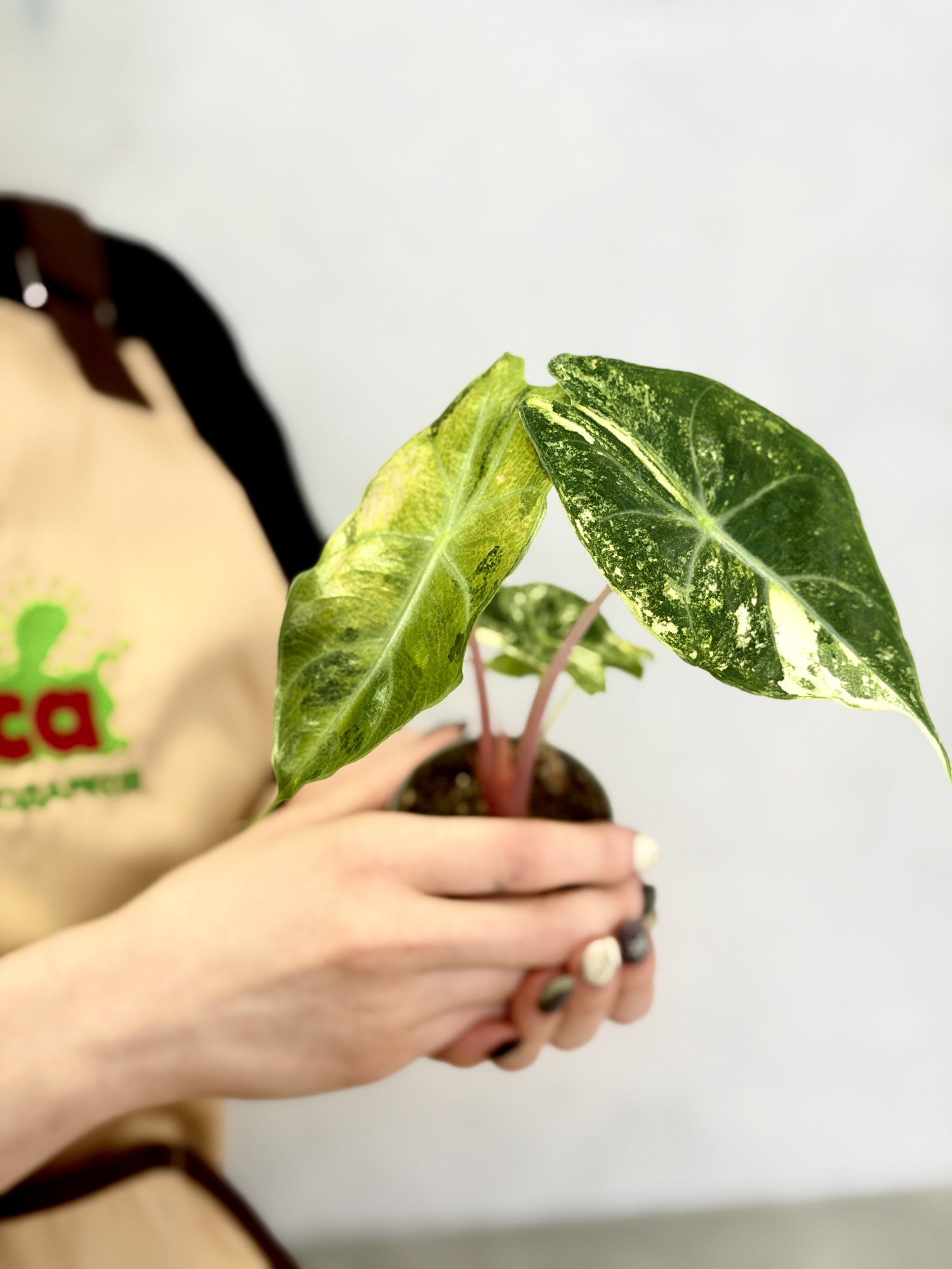 Алоказия Пинк Драгон Вариегатная Ауреа (Alocasia Pink Dragon Variegated Aurea) D6см