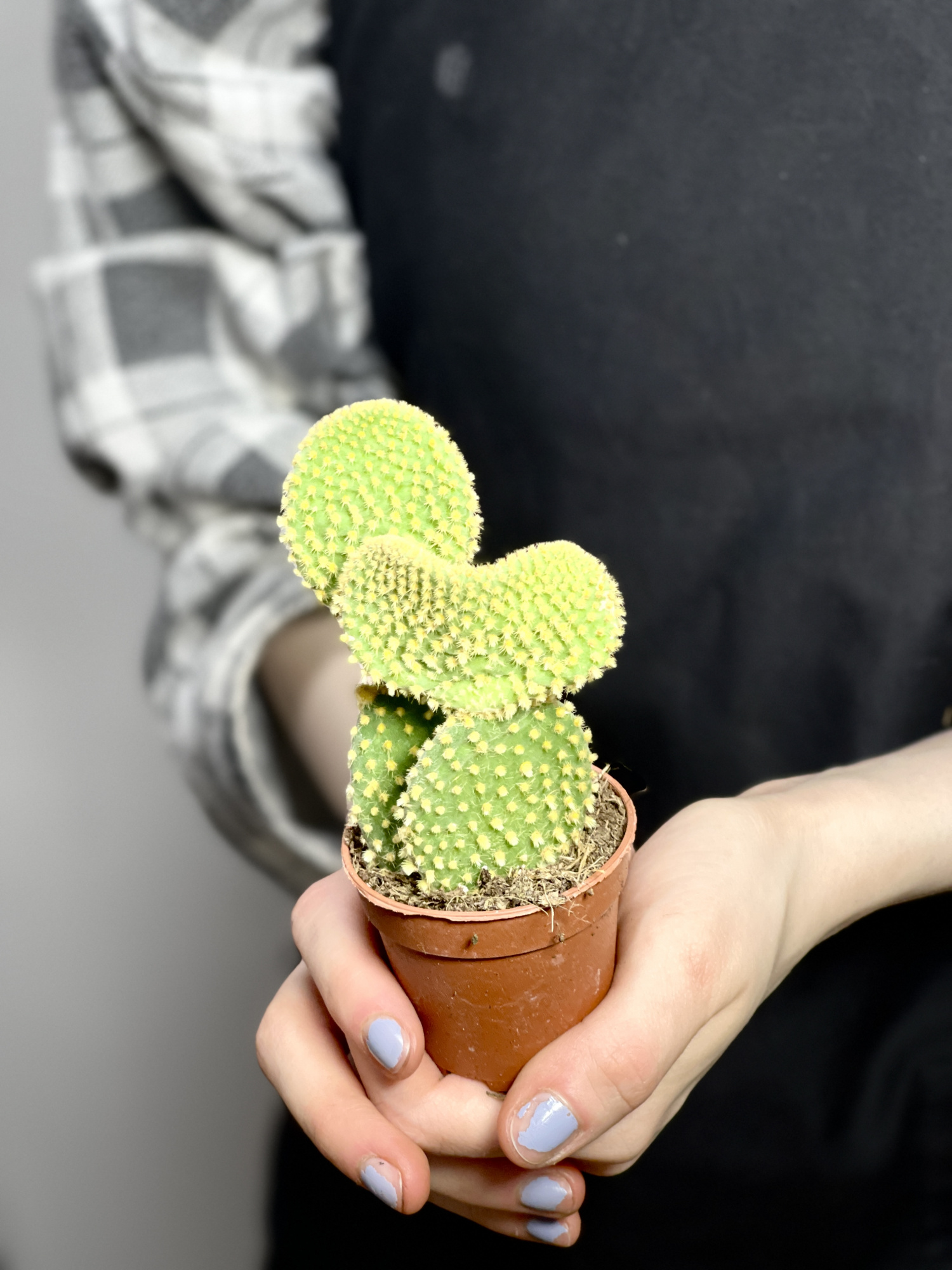 Опунция Микродазис Йеллоу Дабл (Opuntia Microdasys Yellow Double) D5см