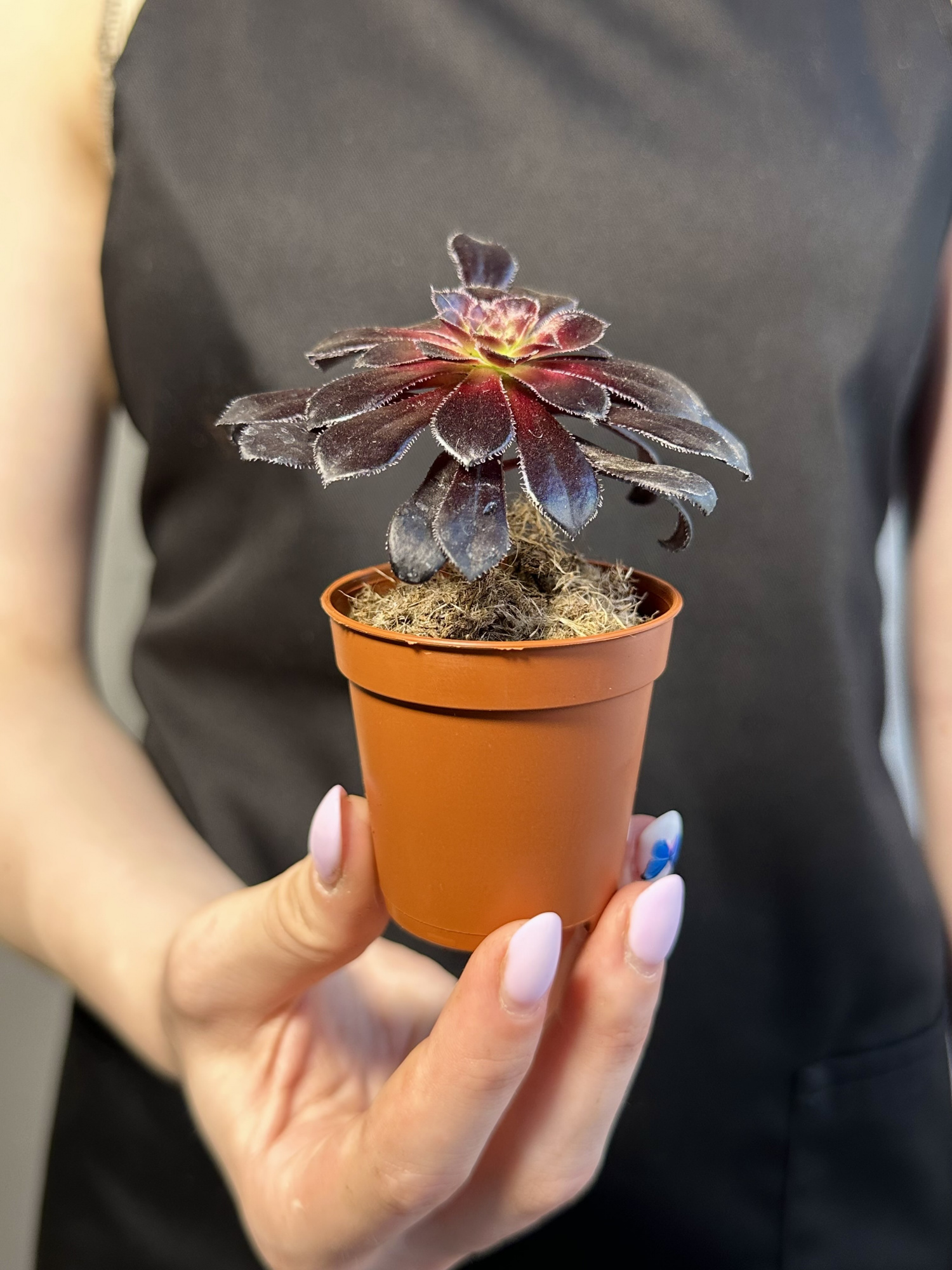 Эониум Шварцкопфа, или Черная Роза (Aeonium Schwarzkopf) D5см