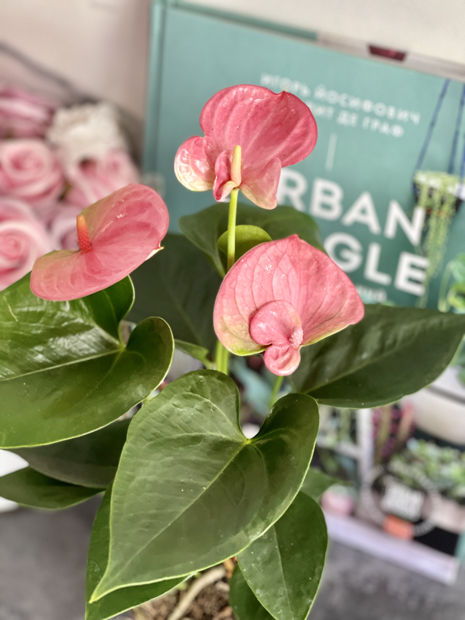 Антуриум Андре Пинк, или Розовый (Anthurium Аndraeanum Pink) D9см