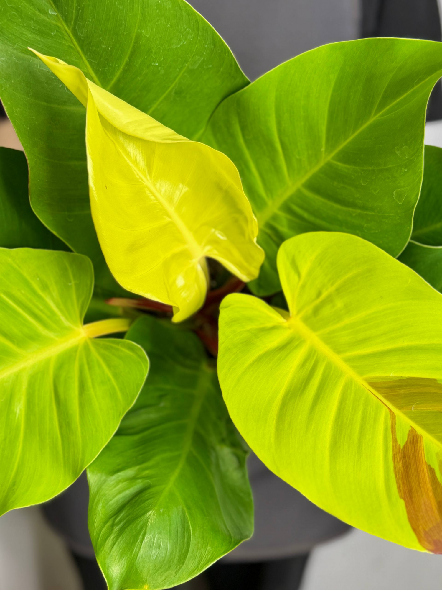Филодендрон Йеллоу Флейм (Philodendron Yellow Flame) D12см