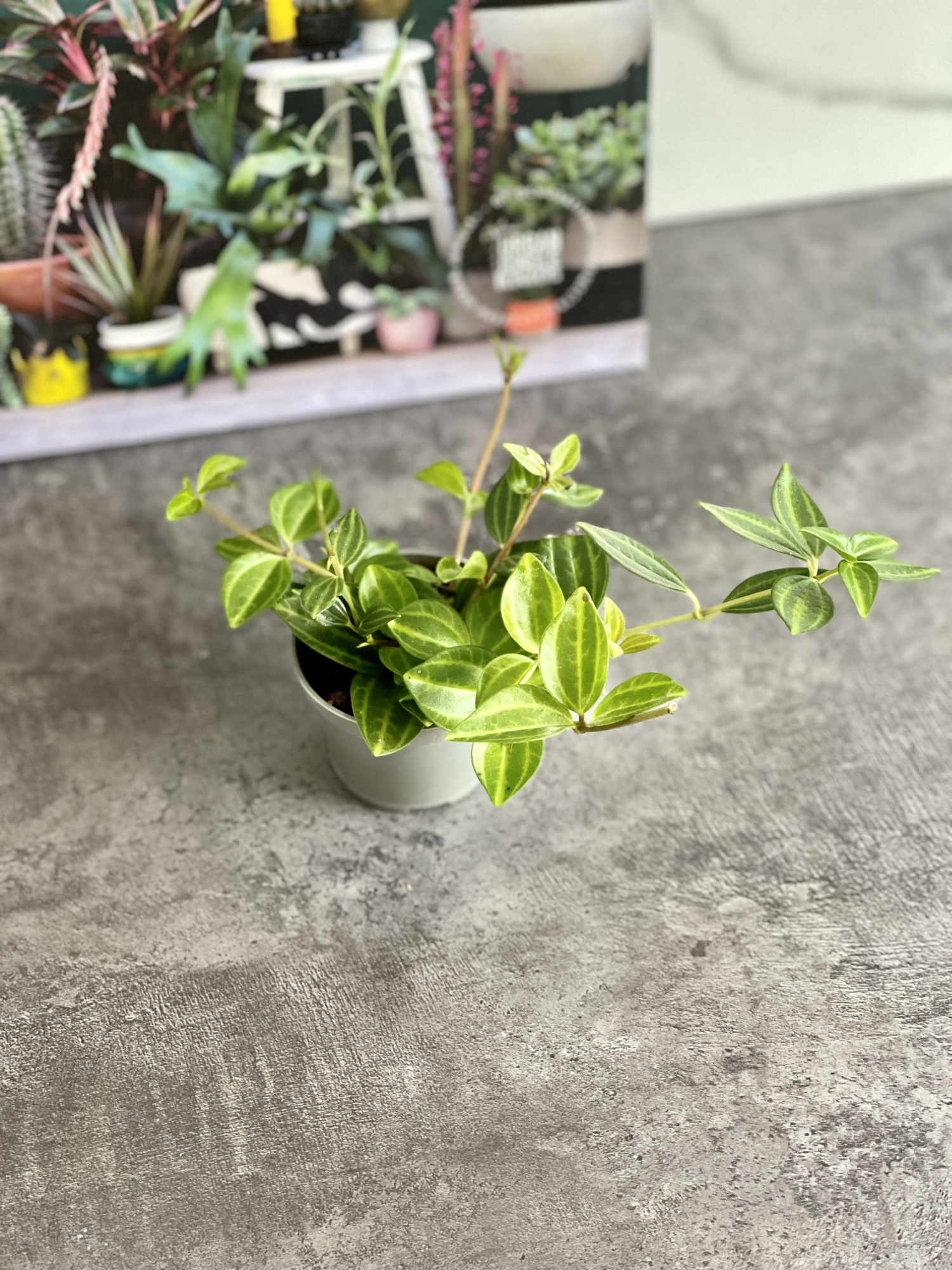 Пеперомия Ангулата Страйб (Peperomia Angulata Stribe) D5см