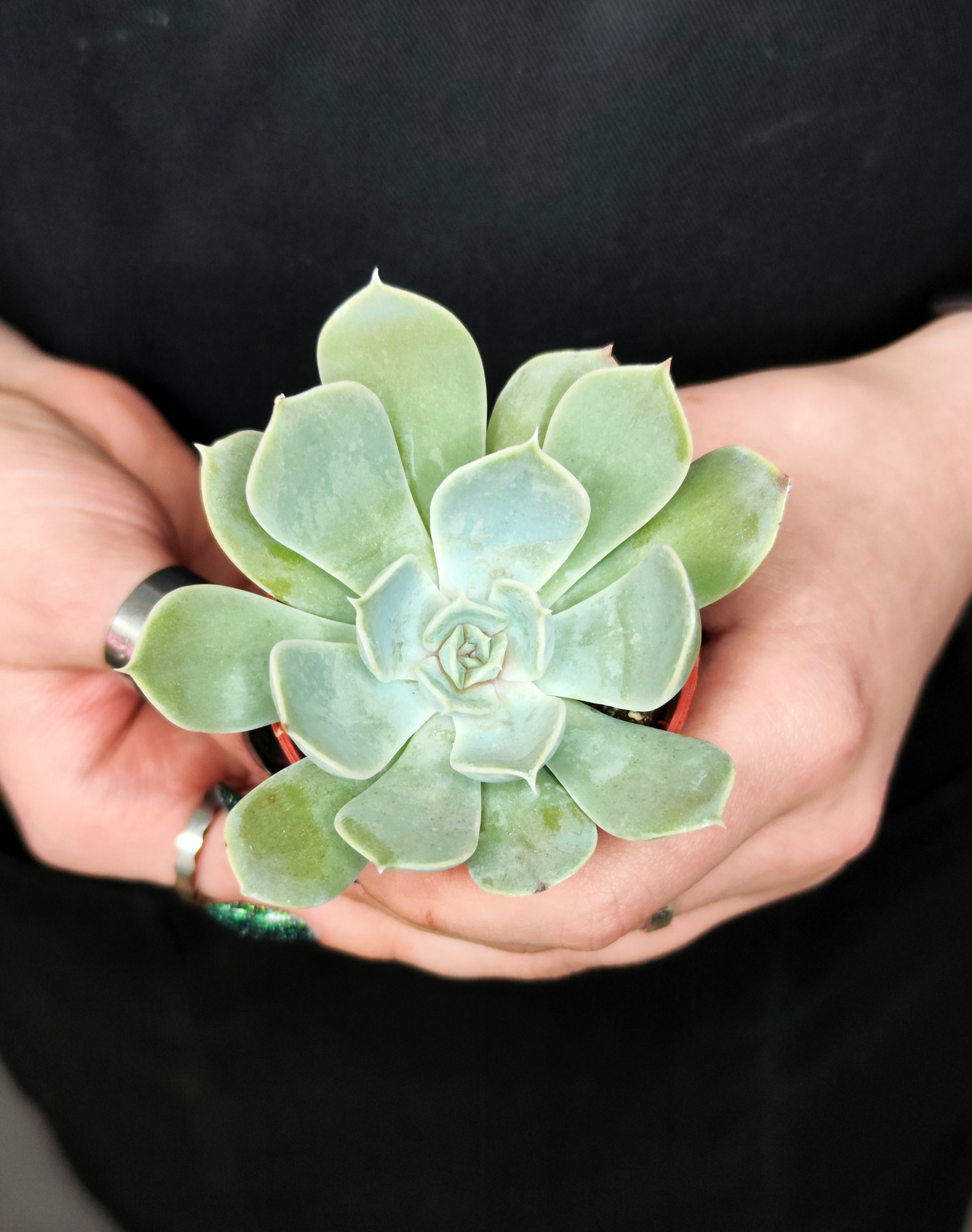 Эхеверия Электра (Echeveria Electra) D5см