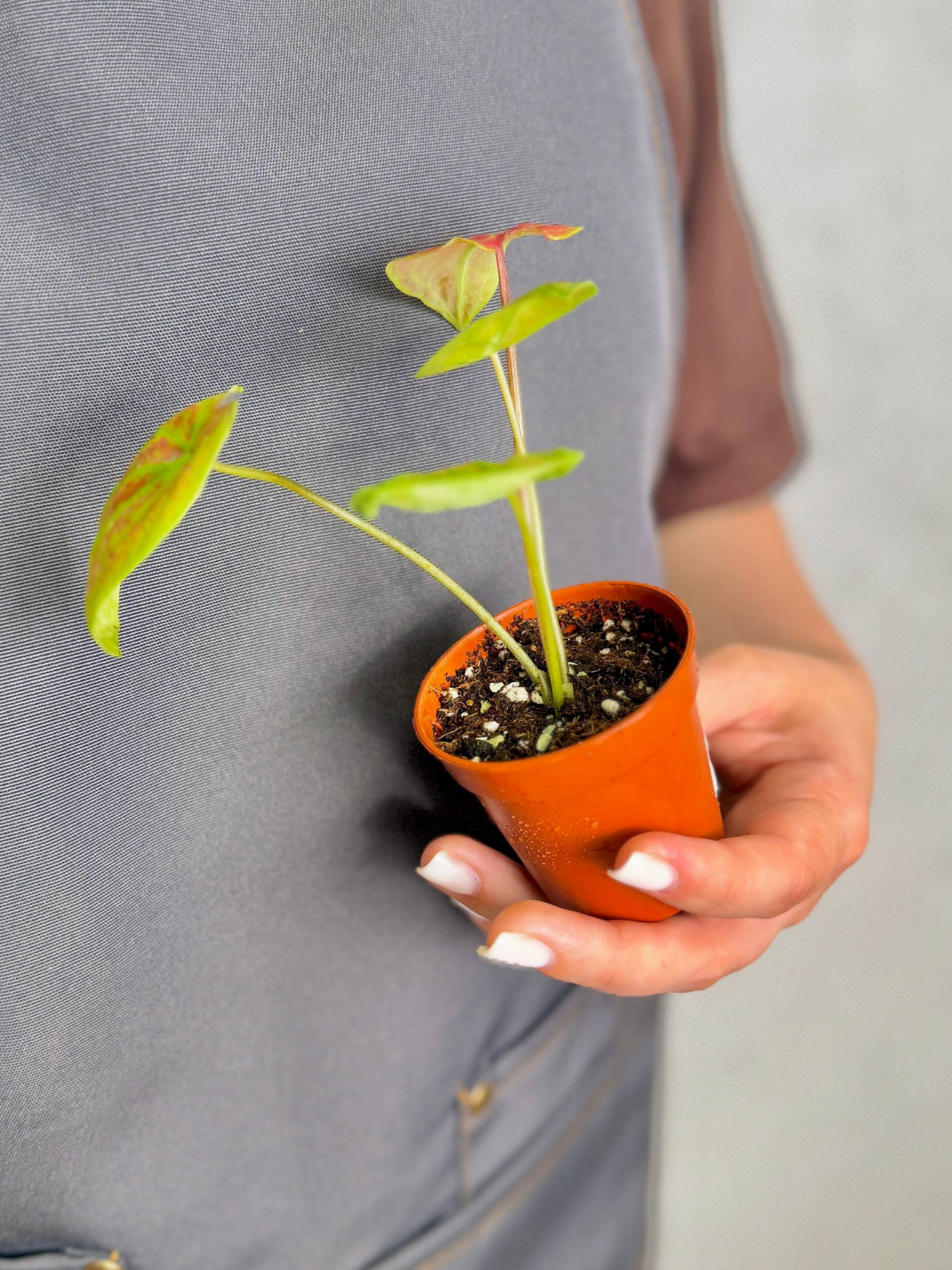 Каладиум Биколор Нью Вейв (Caladium Bicolor New Wave) D6см