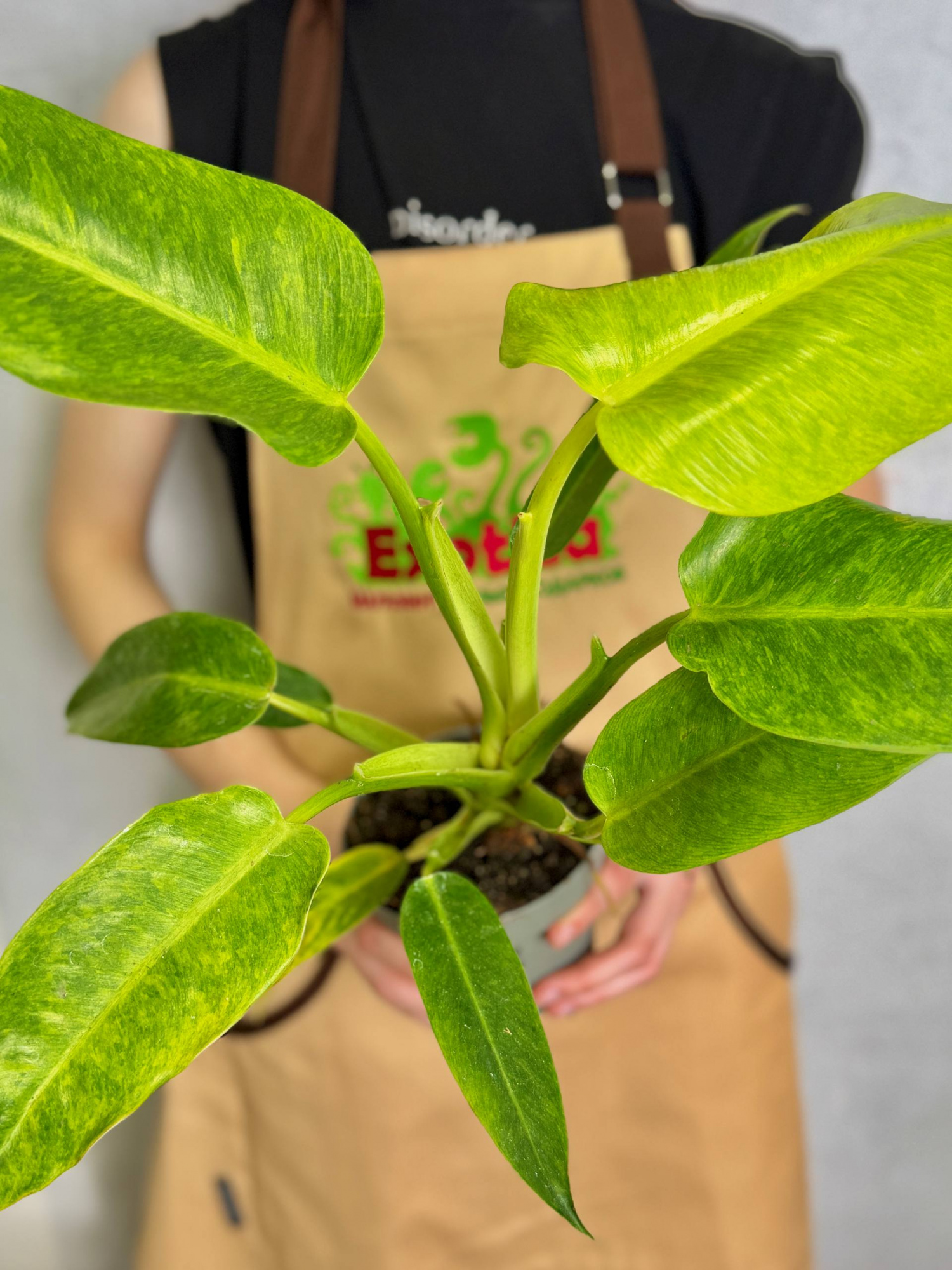 Филодендрон Калкин Голд (Philodendron Calkins Gold) D12см
