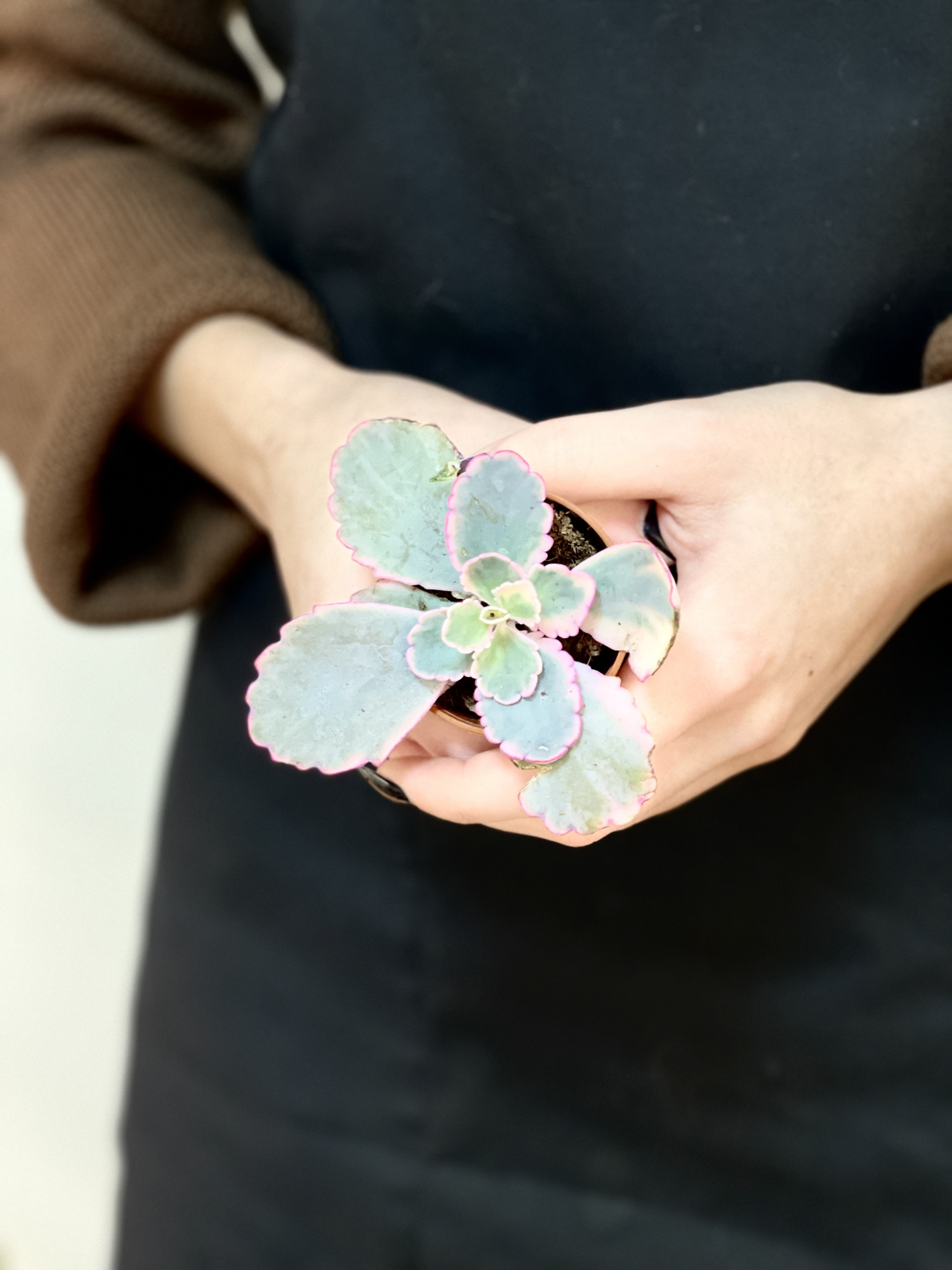 Каланхоэ Федченко Вариегатный (Kalanchoe Fedtschenkoi Variegata) D5см