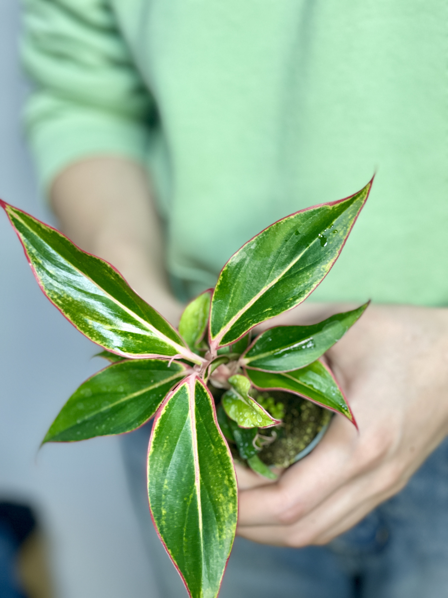 Аглаонема Сиам Аврора (Aglaonema Siam Aurora) D6см