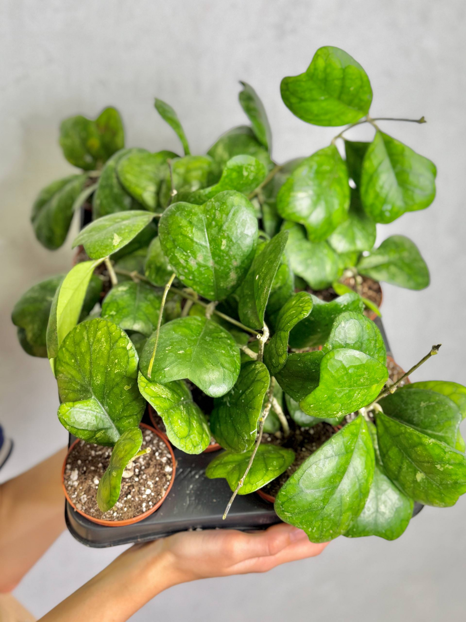 Хойя Дейкей (Hoya Deykei) D8см