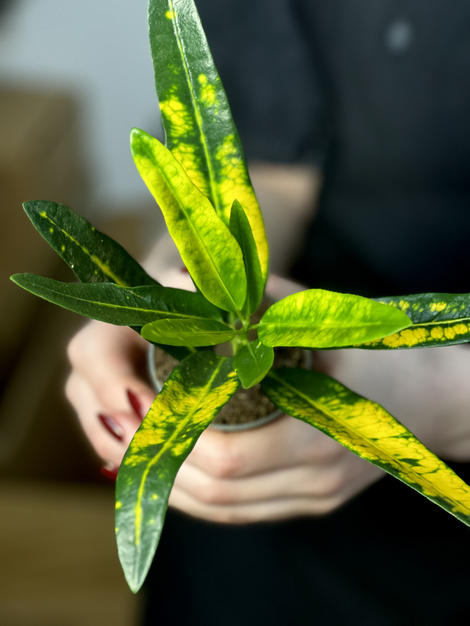 Кодиеум (Кротон) Санни Стар (Codiaeum Variegatum Sunny Star) D6см