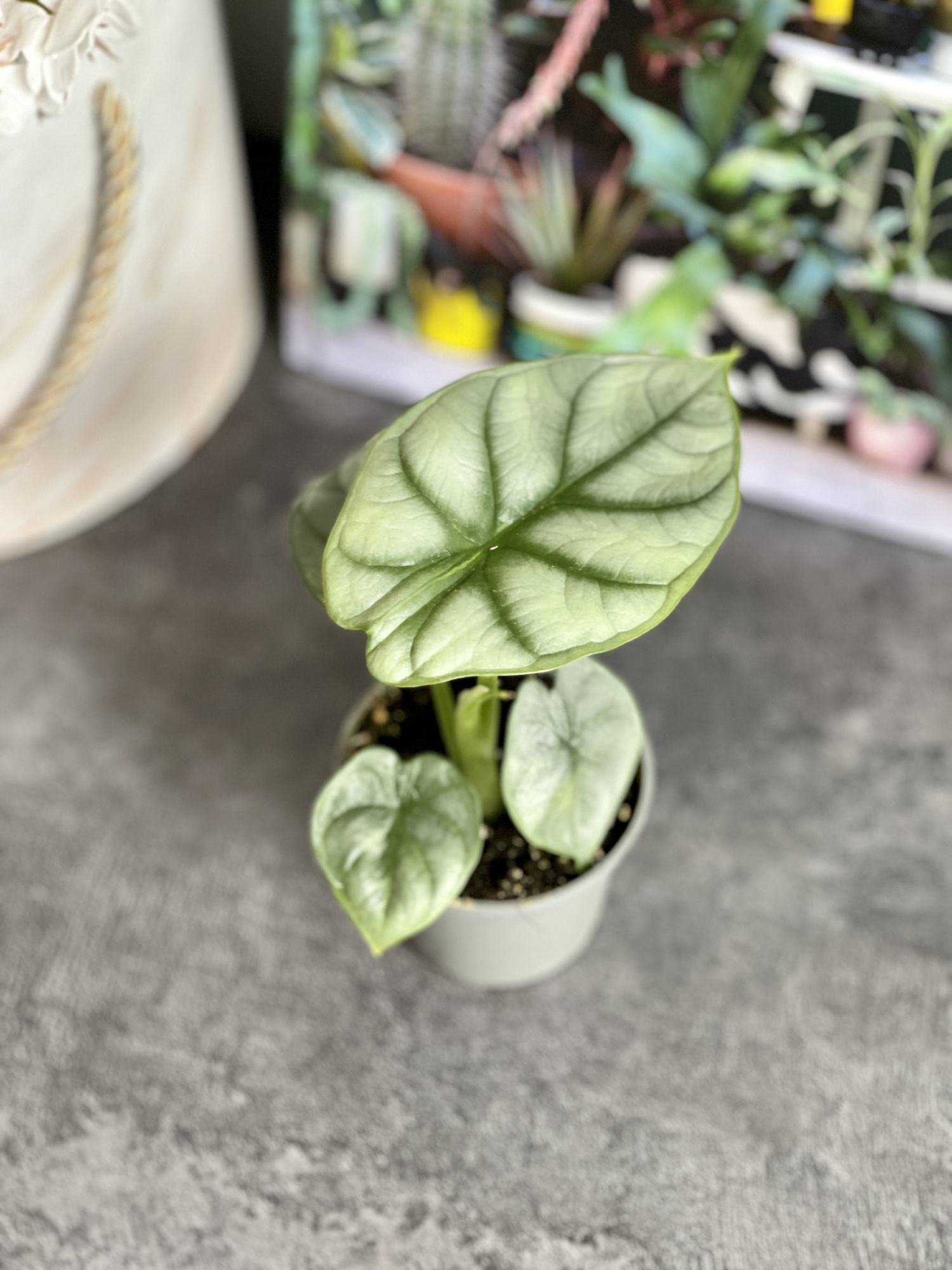 Алоказия Сильвер Драгон (Alocasia Silver Dragon) D6см