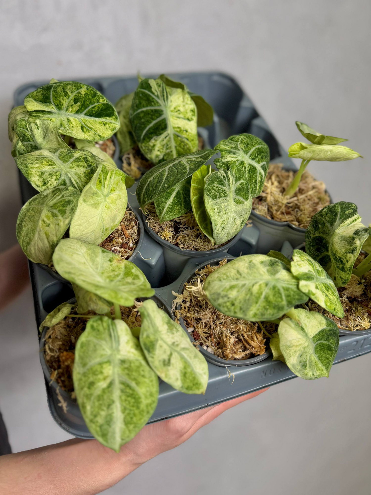 Алоказия Ниндзя Альба Вариегатная (Alocasia Ninja Alba Variegated) D9см