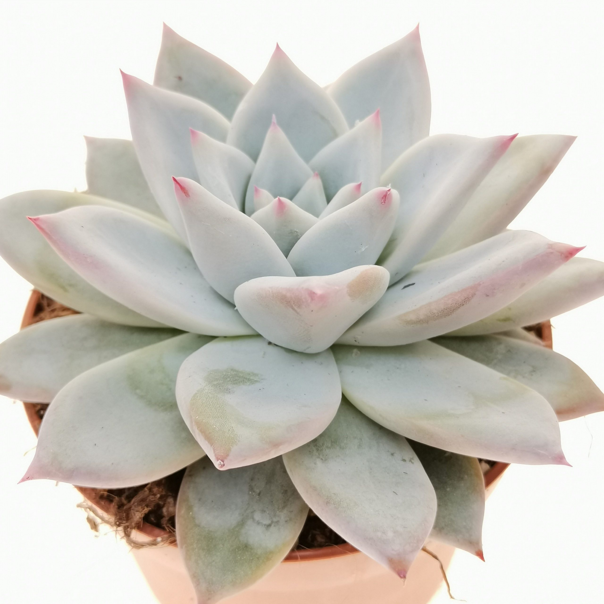 Эхеверия «Колората» (Echeveria colorata) D9см