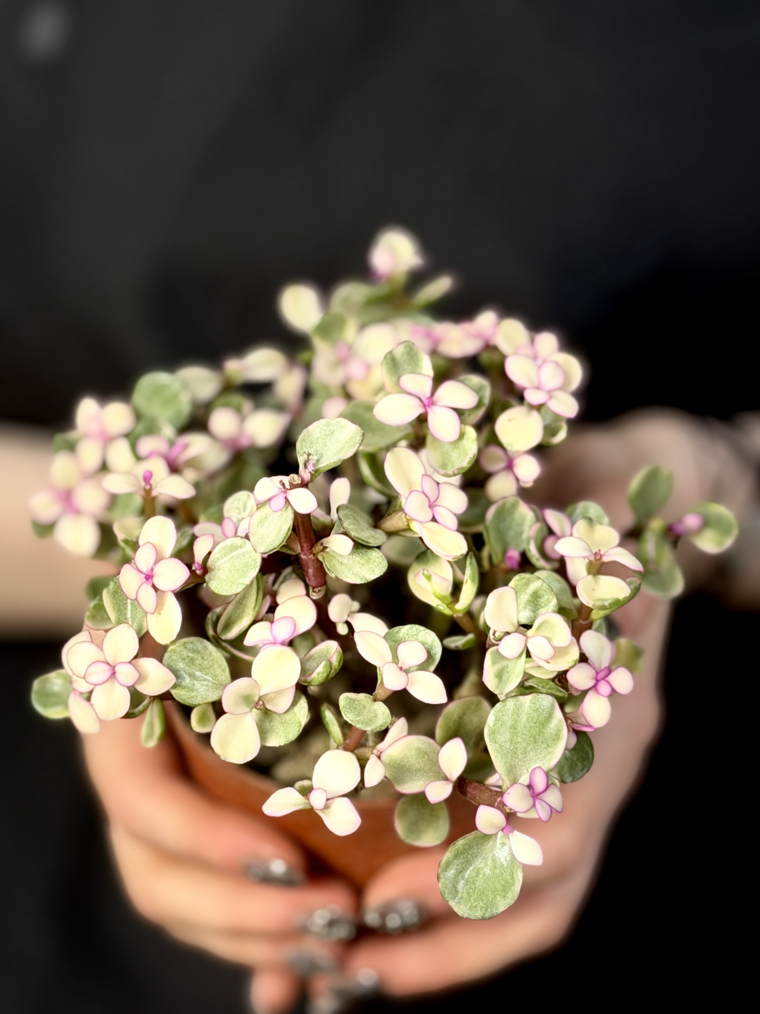 Портулакария Афра Вариегатная, Цветущая (Portulacaria Afra Variegata Flowering) D9см
