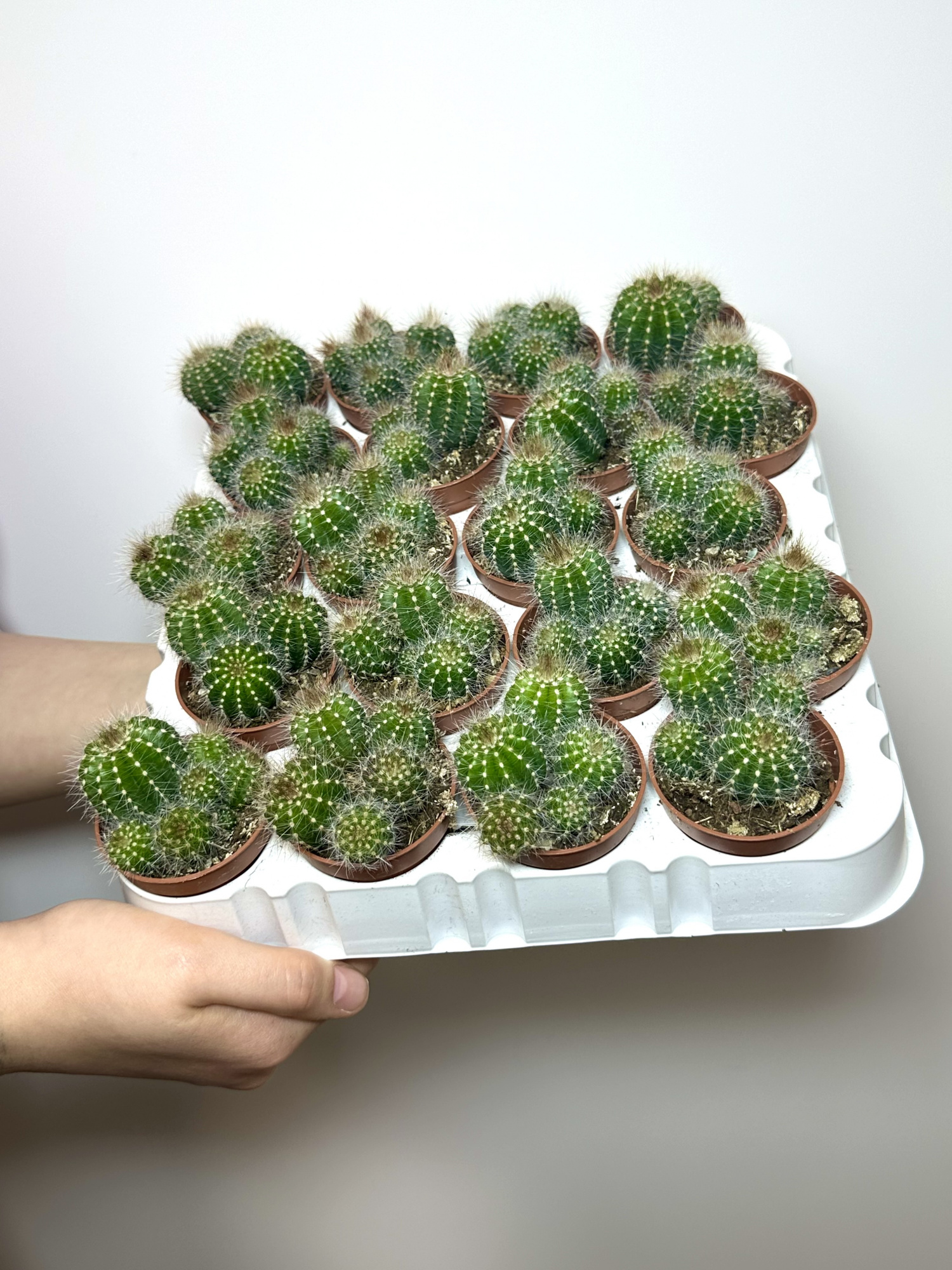 Нотокактус Вараси Груп (Notocactus Warasii Group) D5см