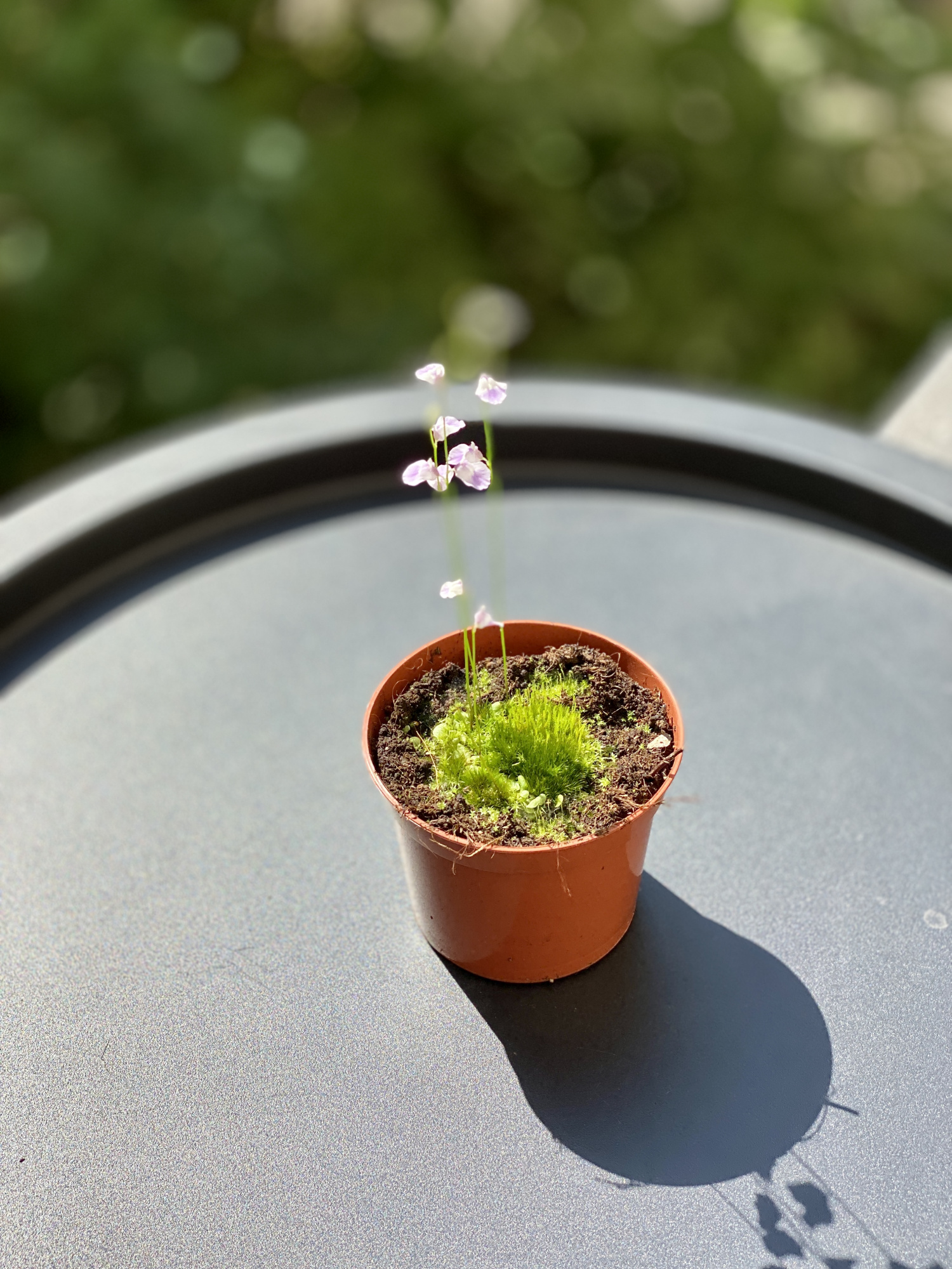 Пузырчатка Свинцовая, или Утрикулярия Ливида  (Utricularia Livida) D9см