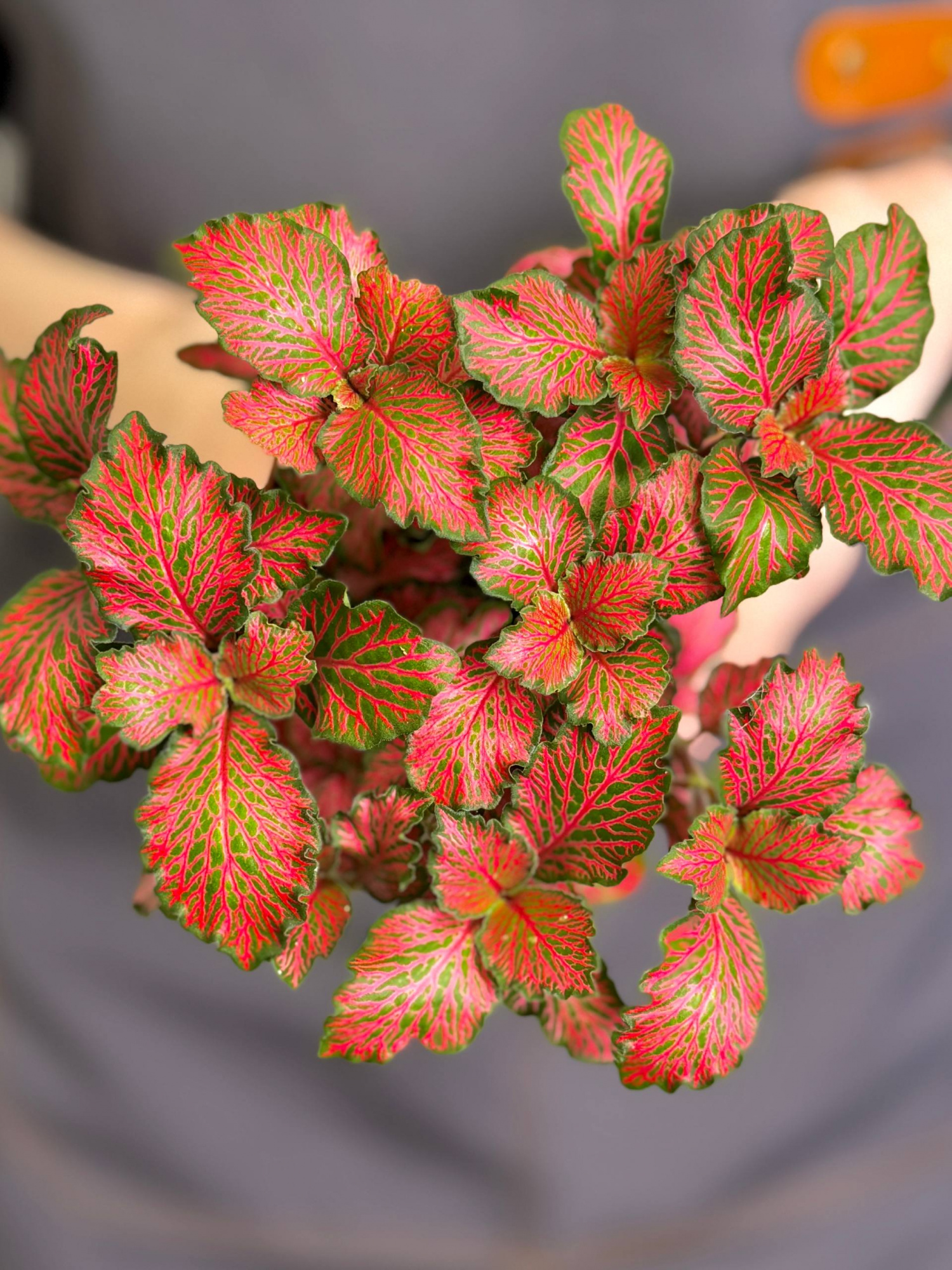 Фиттония Ред Мэджик (Fittonia Red Magic) D8,5см