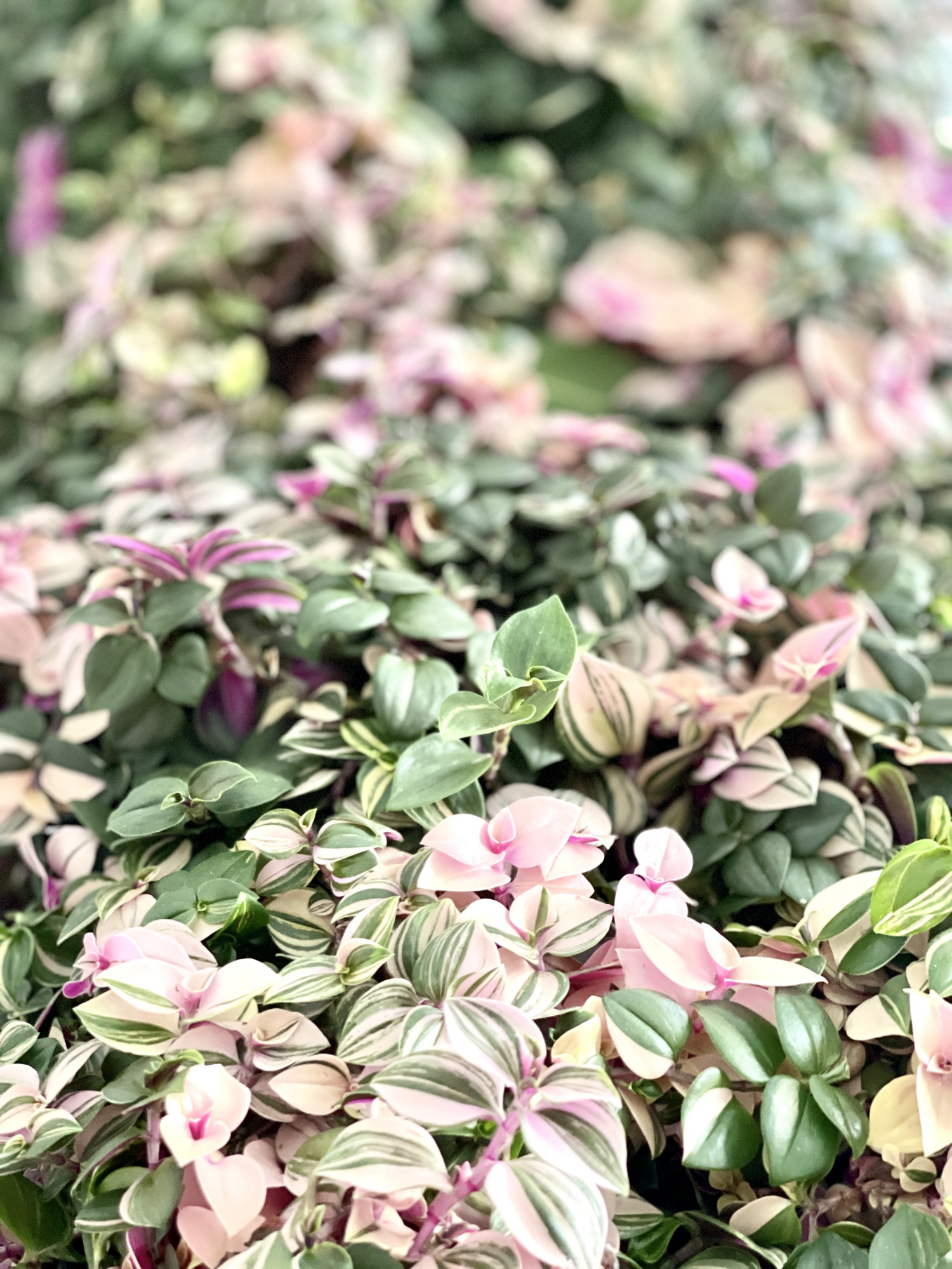 Традесканция Флюминенсис Триколор (Tradescantia Fluminensis Tricolor) D10см
