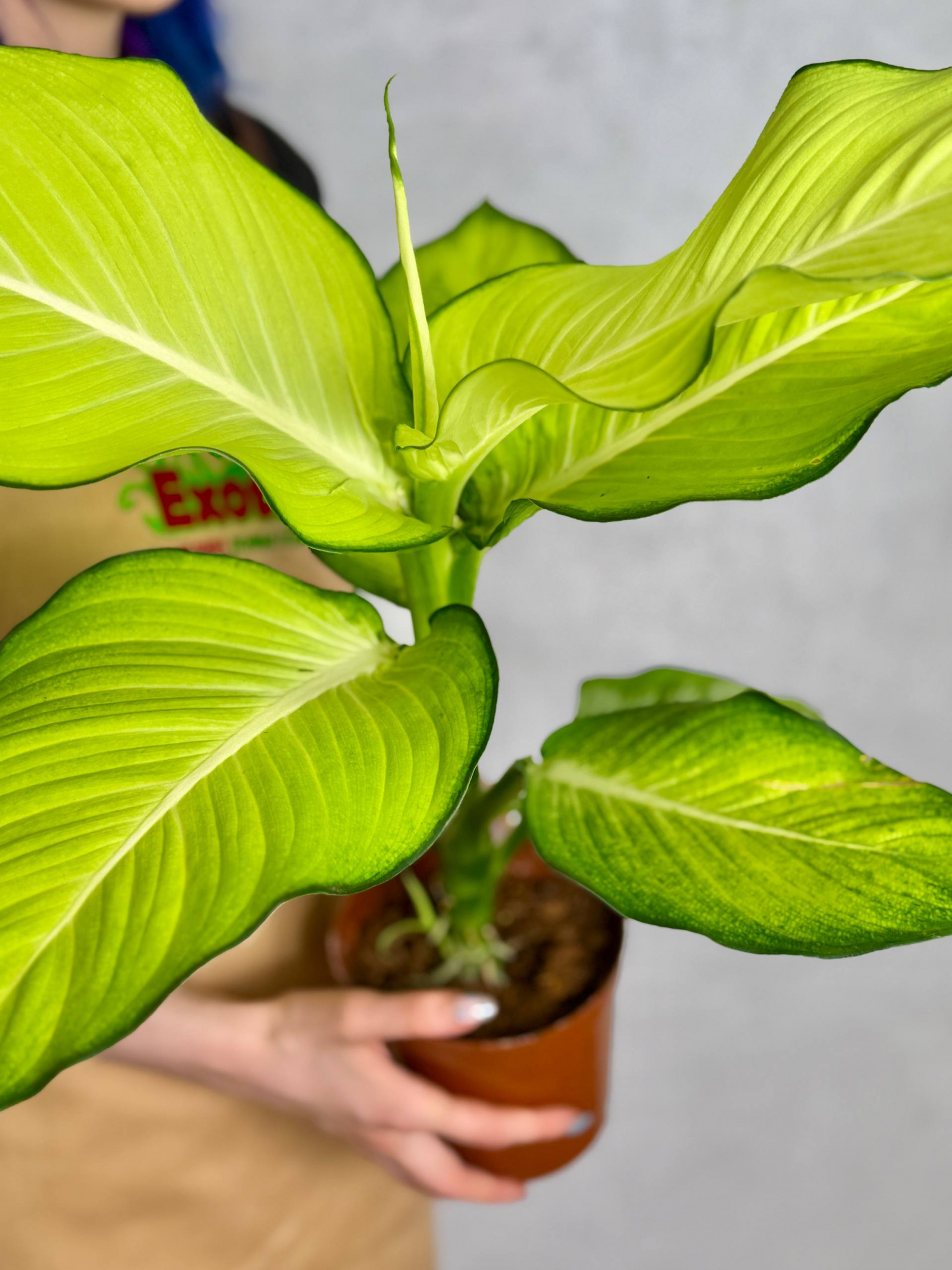 Диффенбахия Тропик Марианна (Dieffenbachia Tropic Marianne) D15см