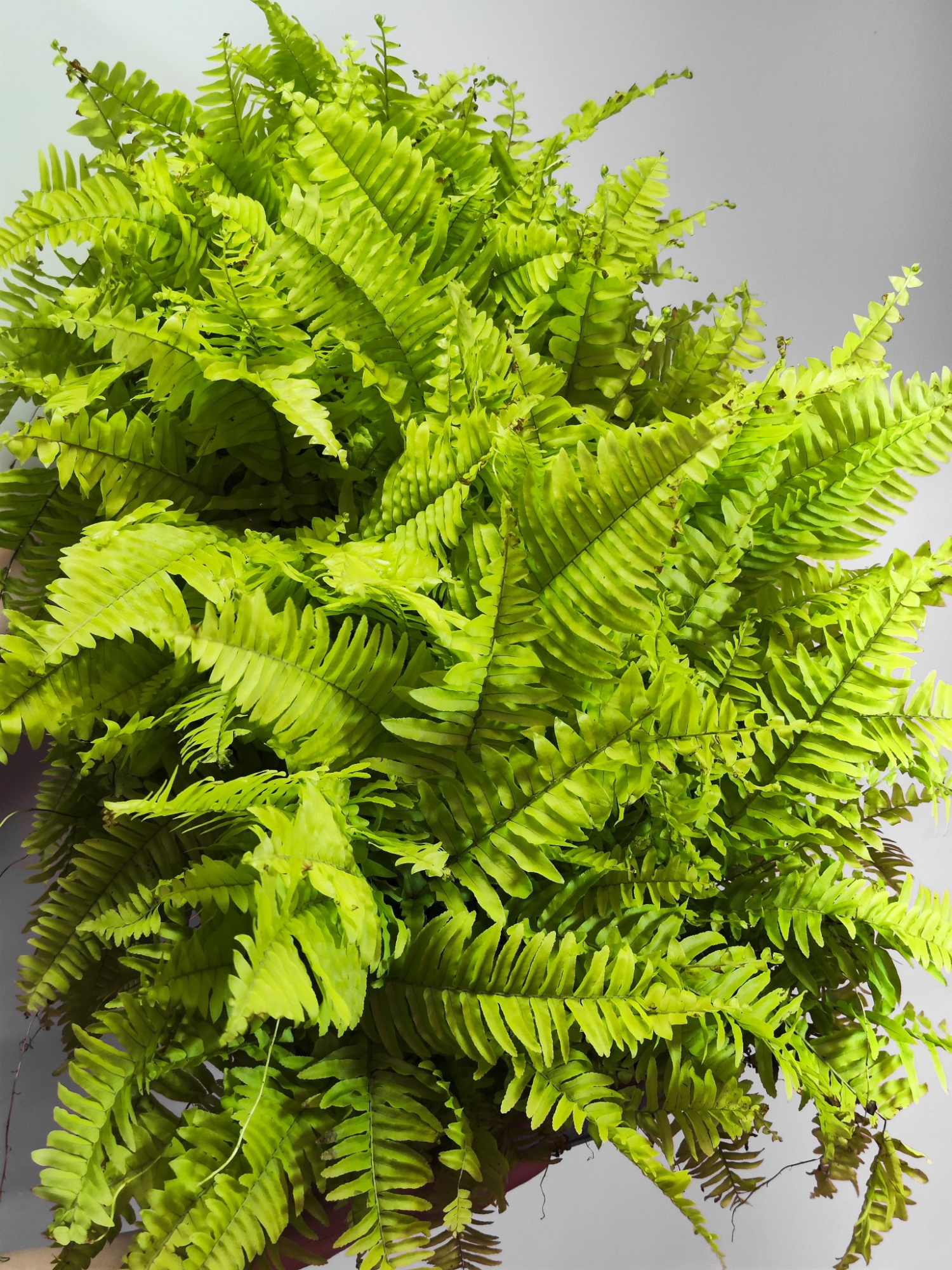 Нефролепис Блонд (Nephrolepis Blonde) D12см